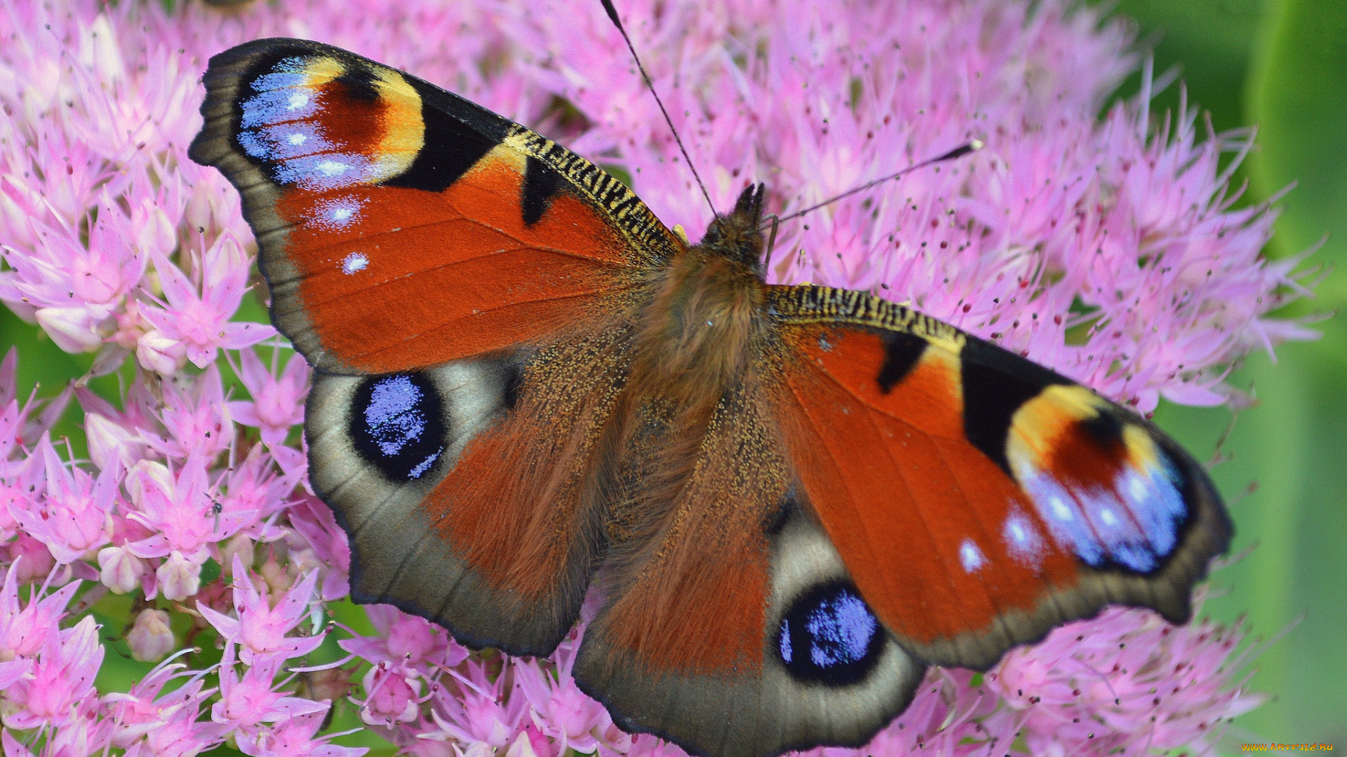 животные, бабочки, , мотыльки, , моли, бабочка