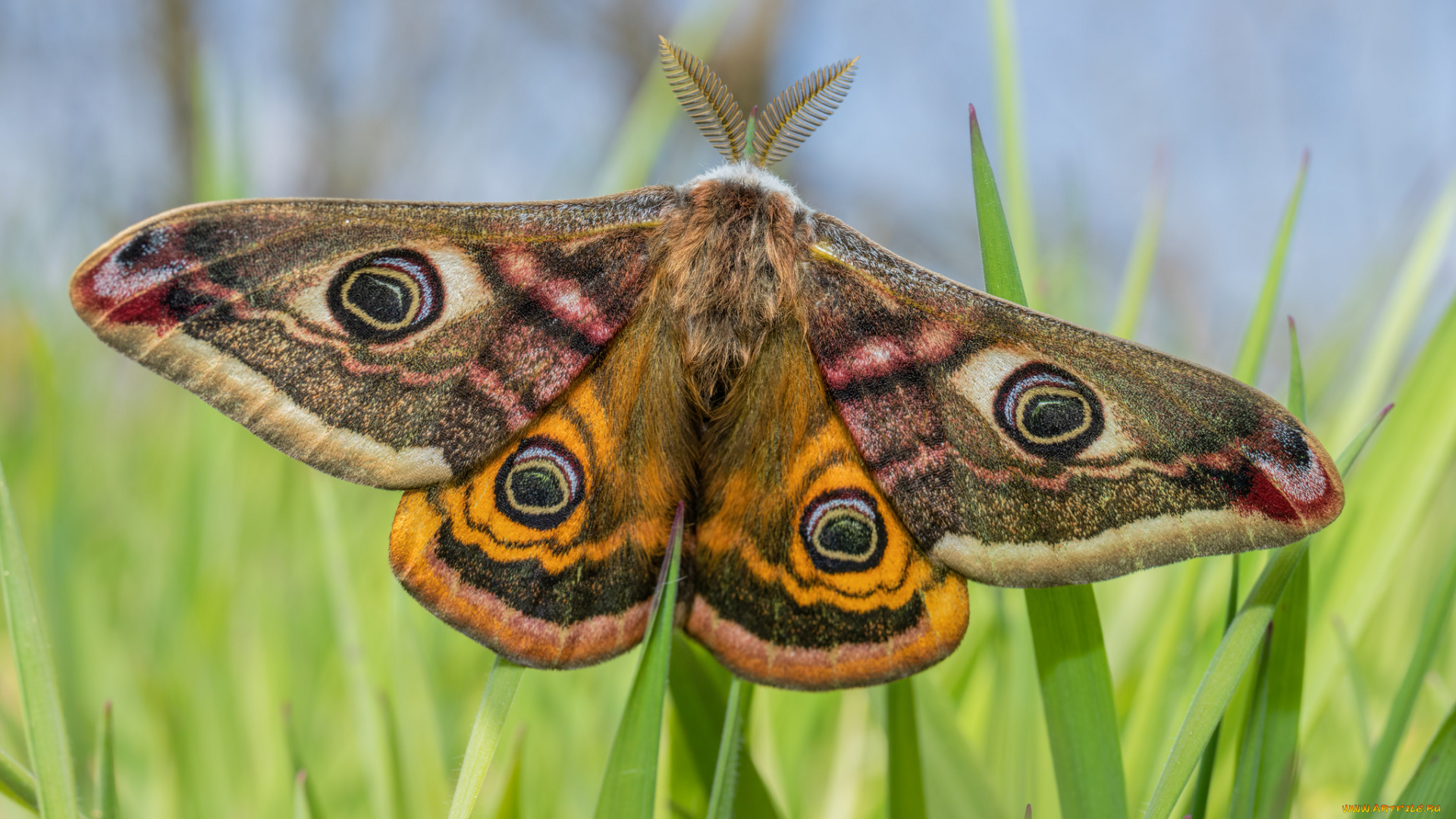животные, бабочки, , мотыльки, , моли, бабочка