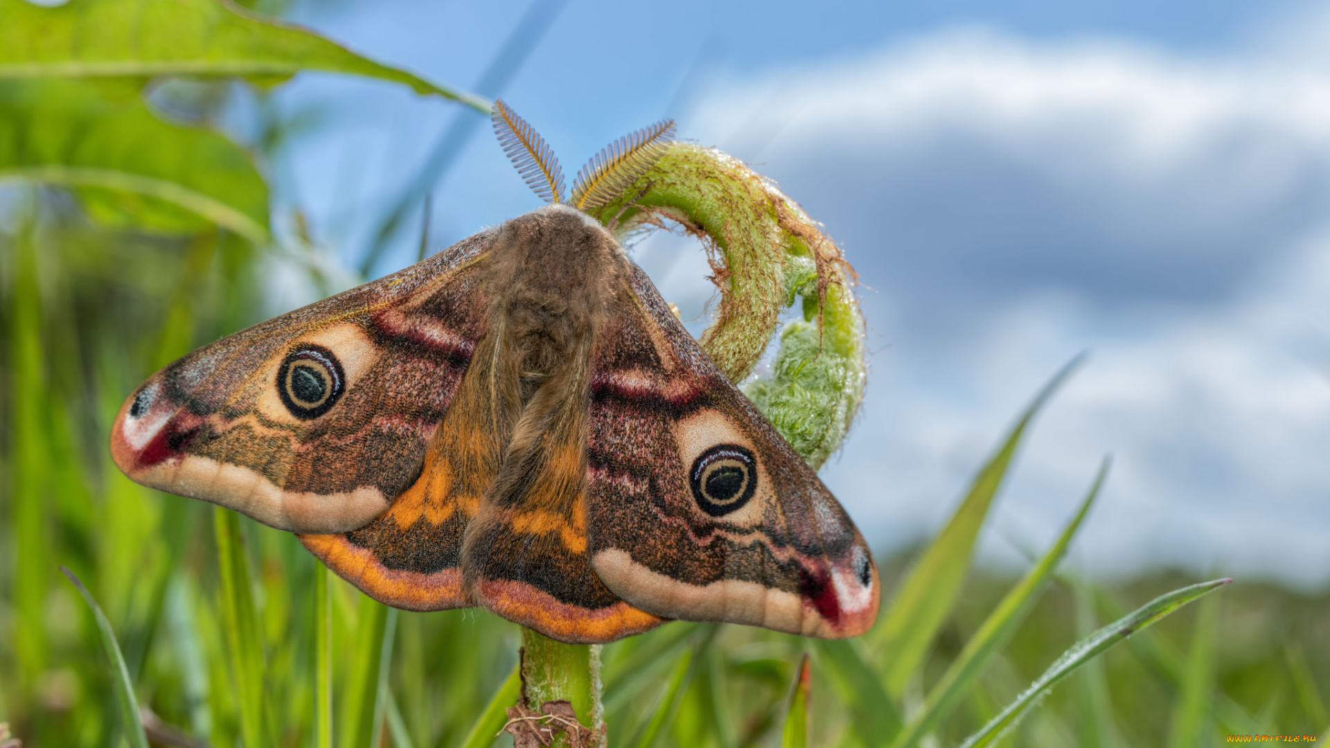 животные, бабочки, , мотыльки, , моли, бабочка