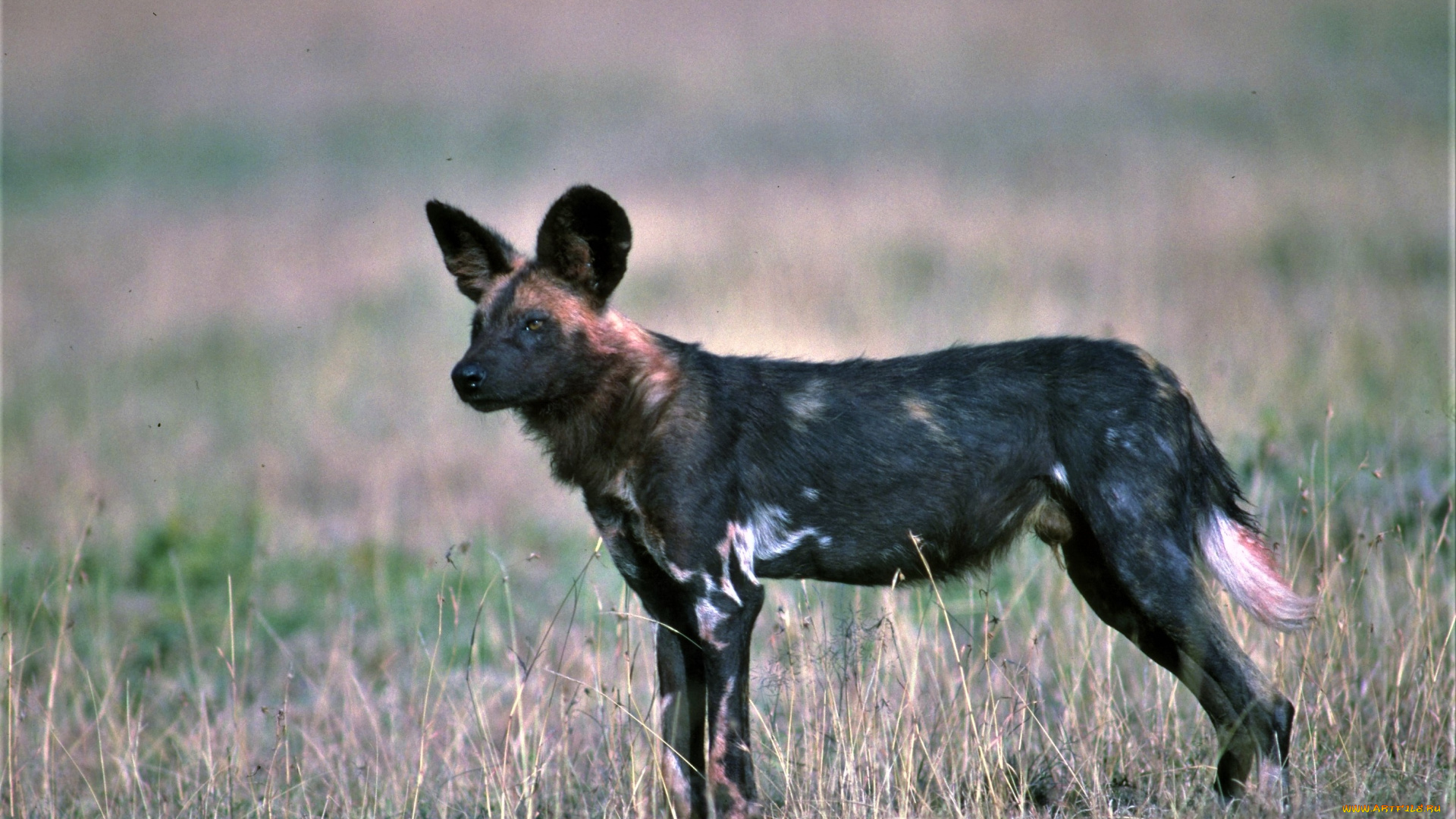 животные, гиены, , гиеновые, собаки, саванна, трава, гиеновая, собака