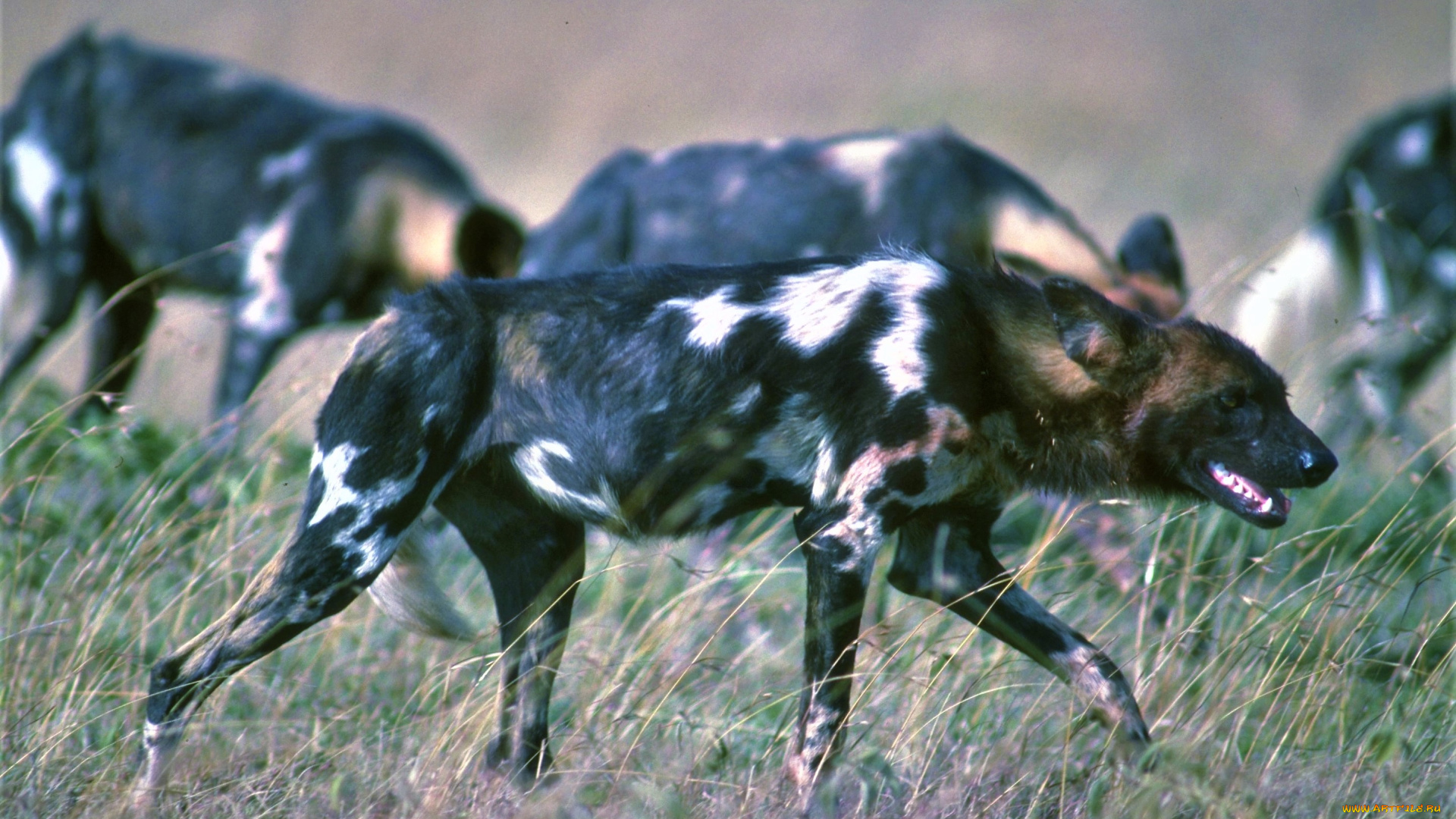 животные, гиены, , гиеновые, собаки, саванна, трава, стая