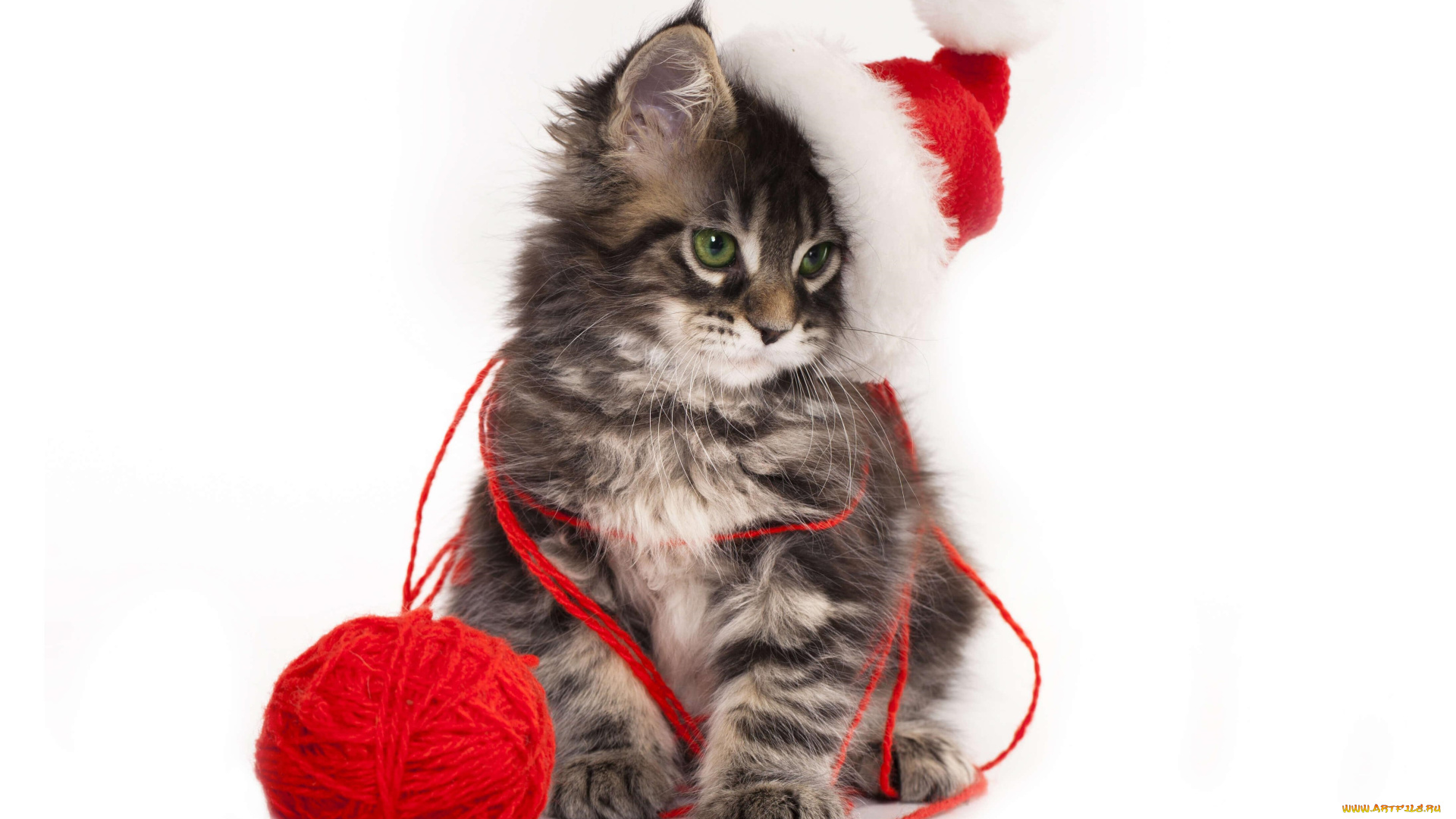 животные, коты, клубок, шапка, котенок