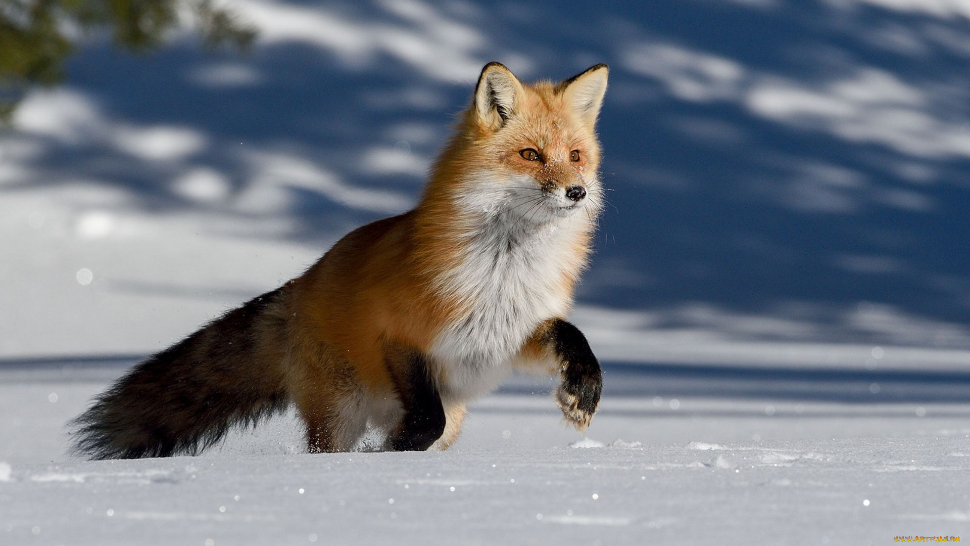 животные, лисы, лисичка
