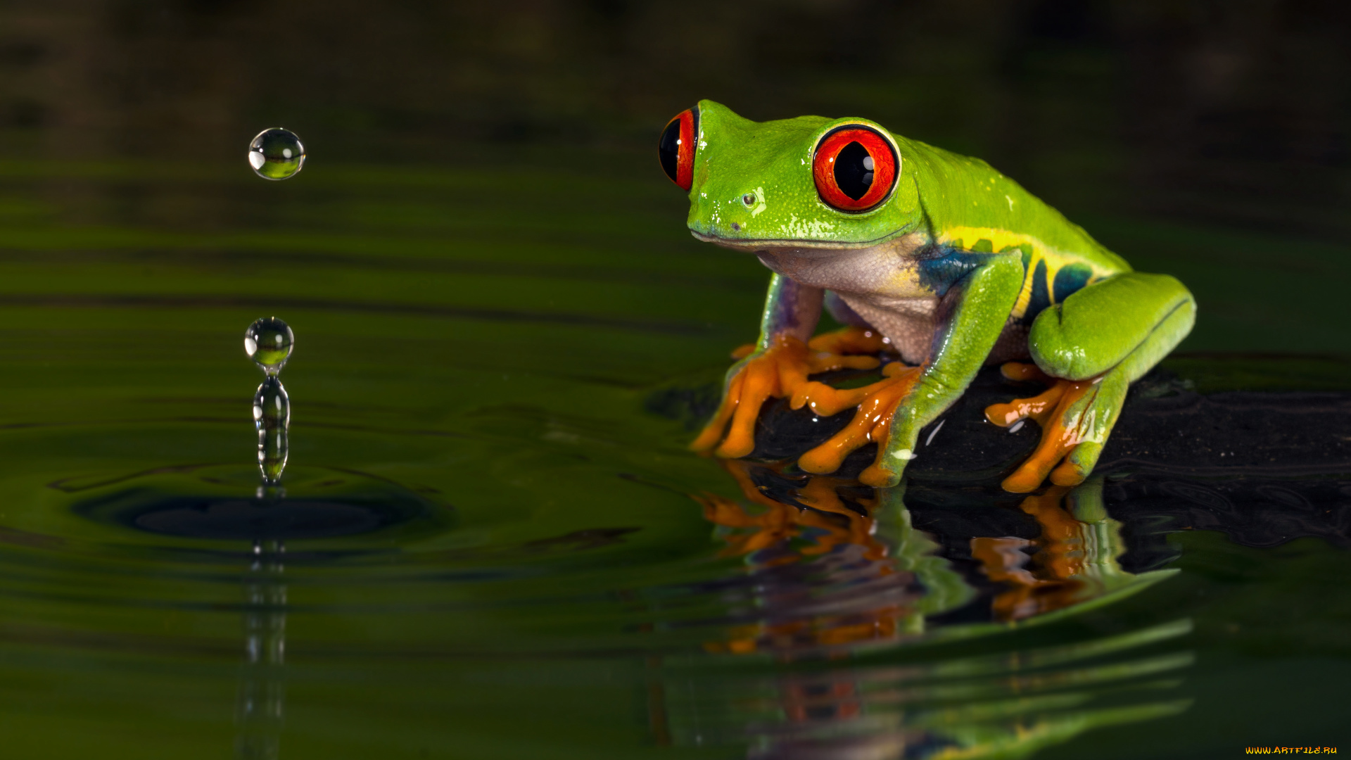 животные, лягушки, капли, вода, зеленая, лягушка