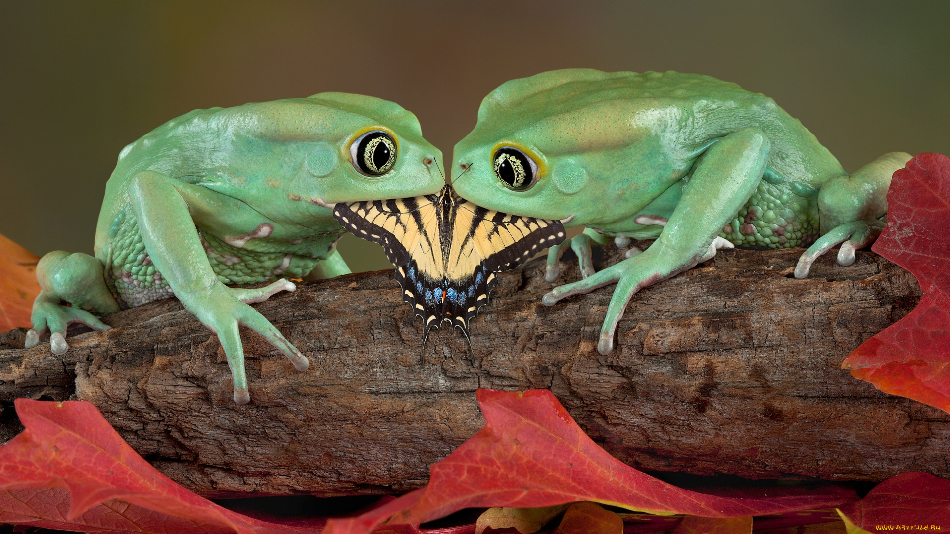 животные, лягушки, листья, бревно, бабочка