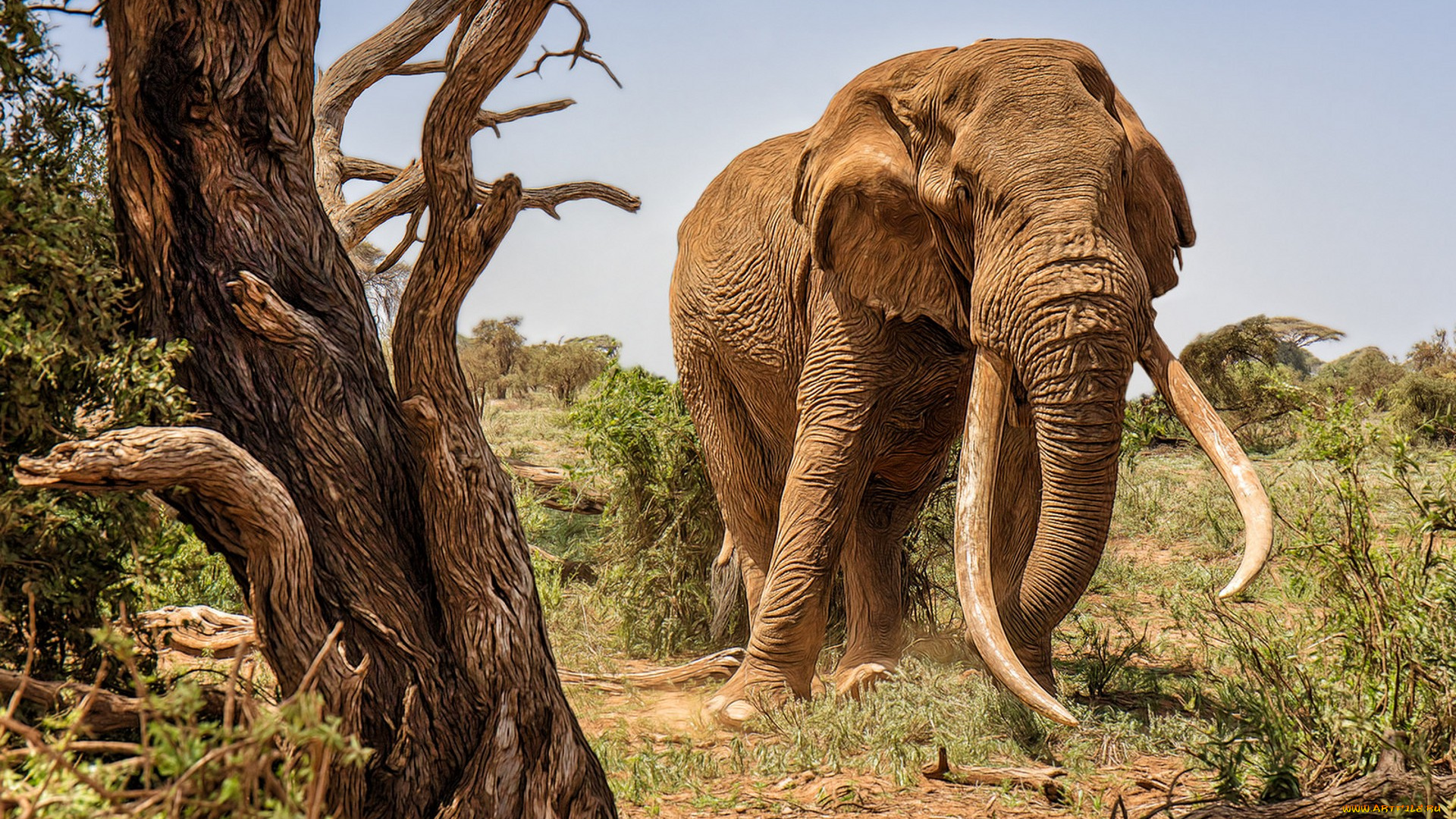 животные, слоны, исполин