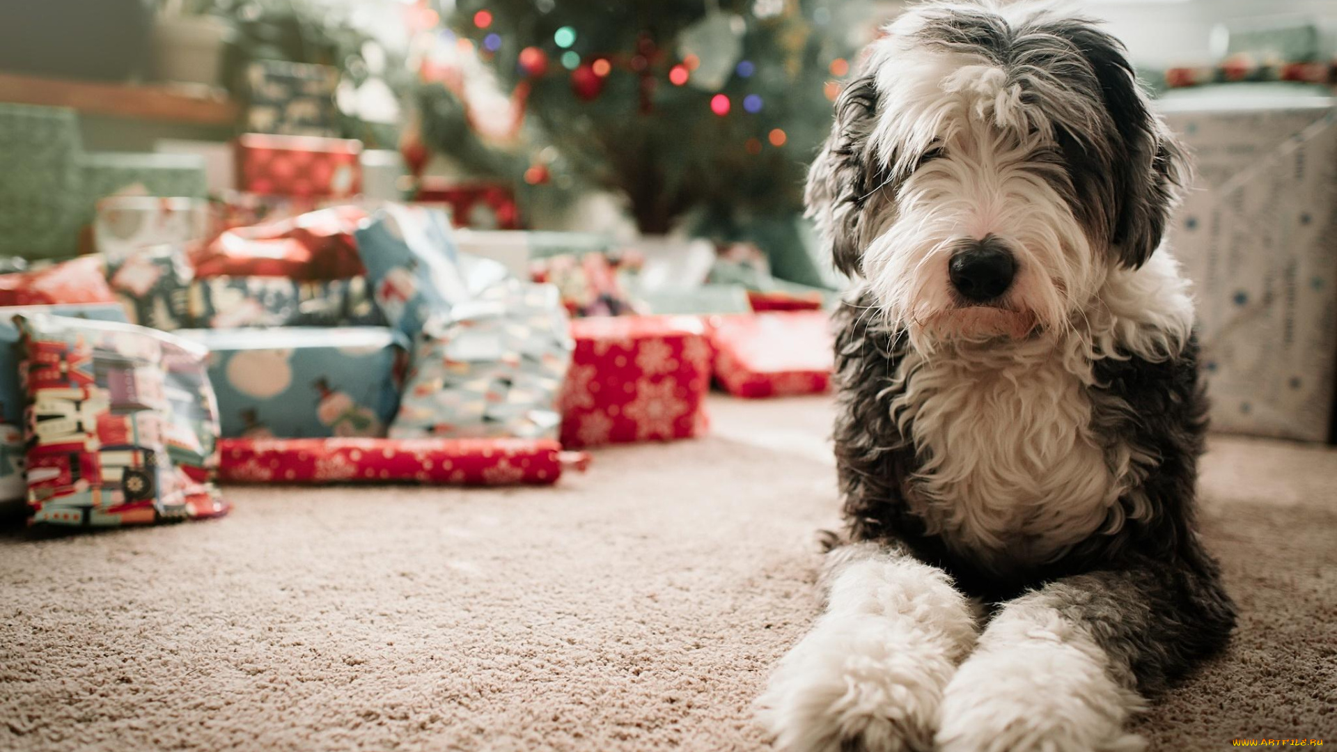 животные, собаки, подарки, собака, ковер