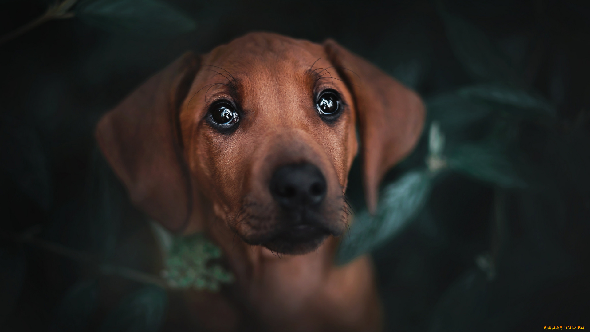 животные, собаки, пёс