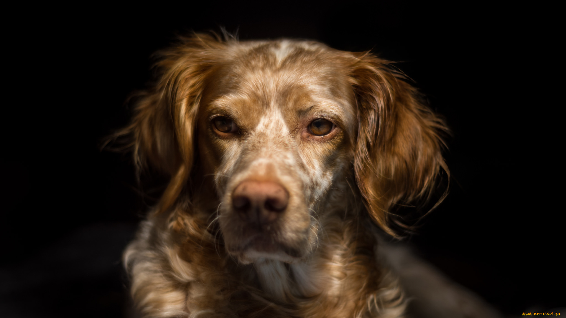 животные, собаки, пёс