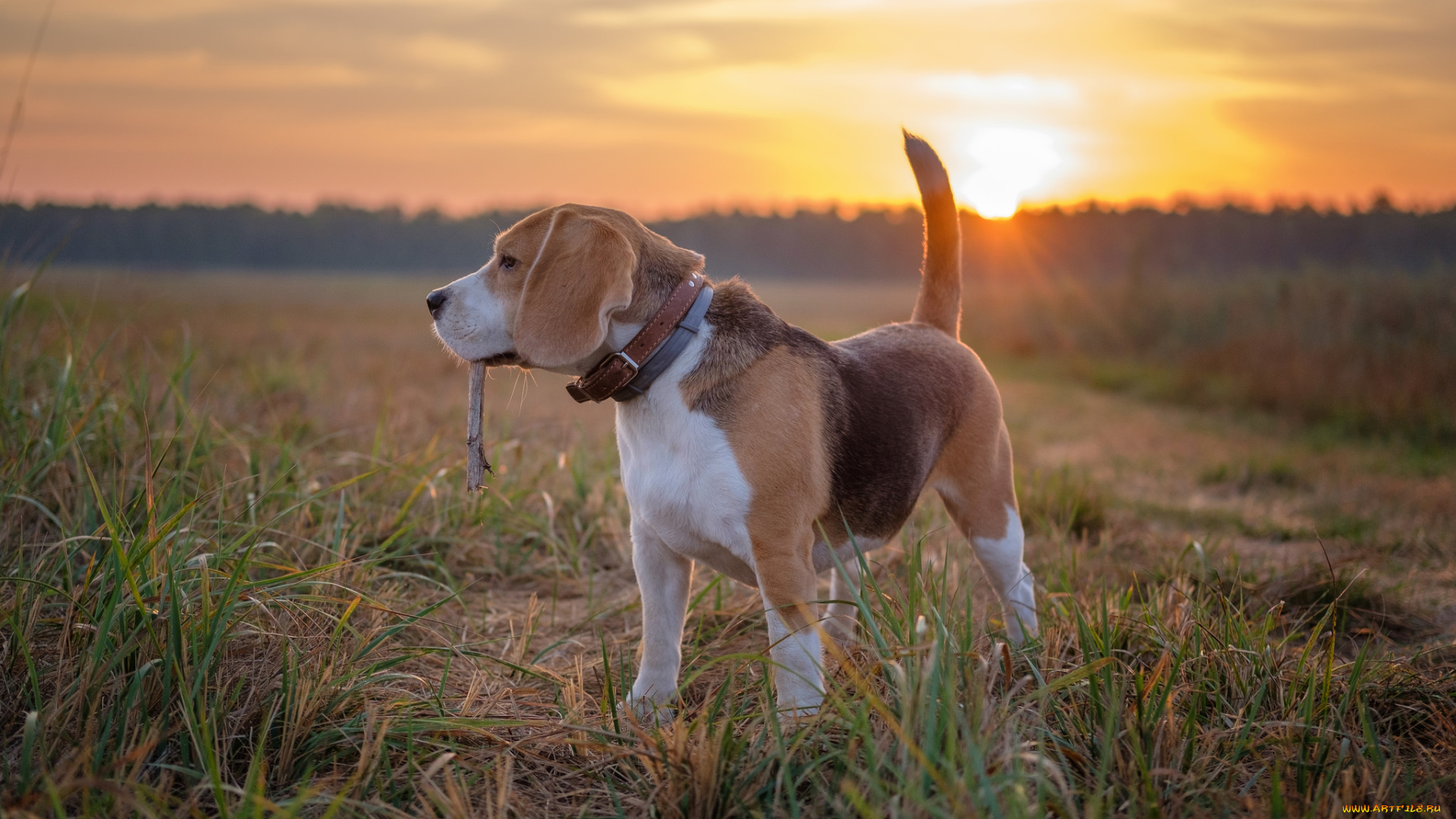животные, собаки, пёс