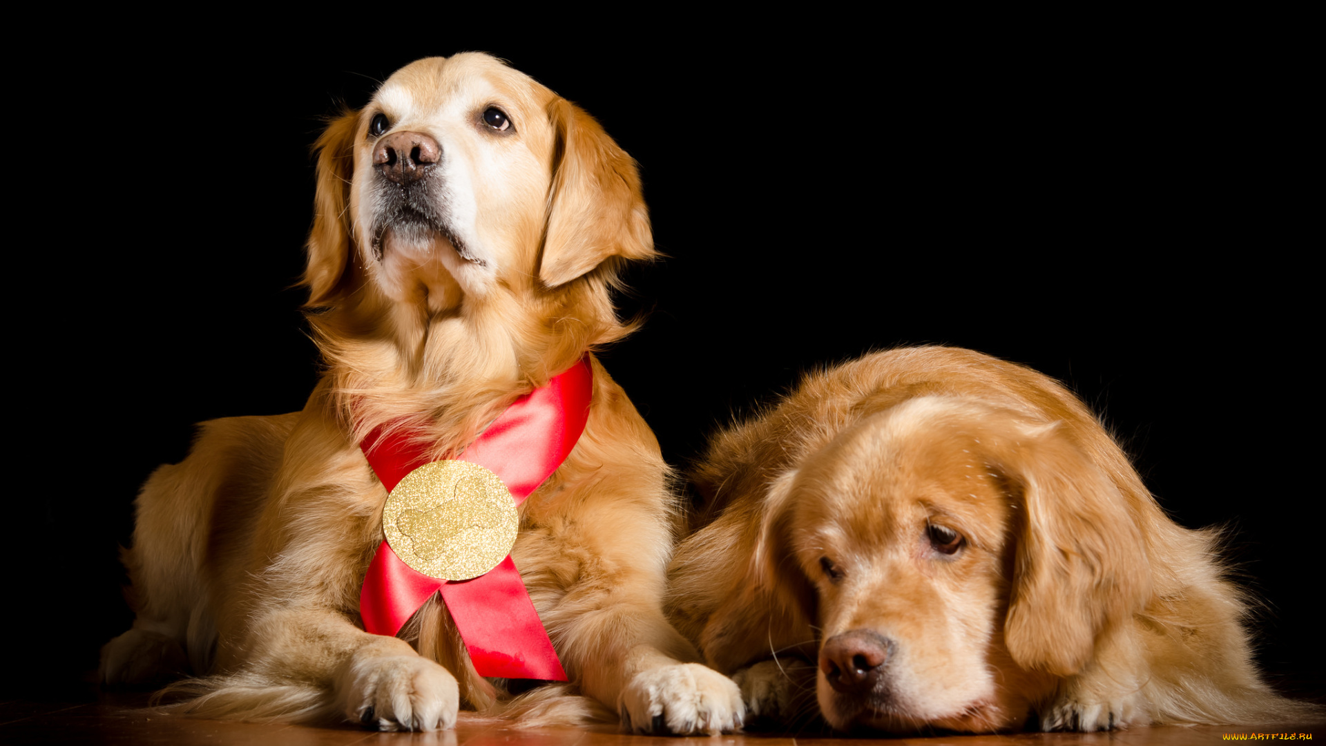 животные, собаки, пёс