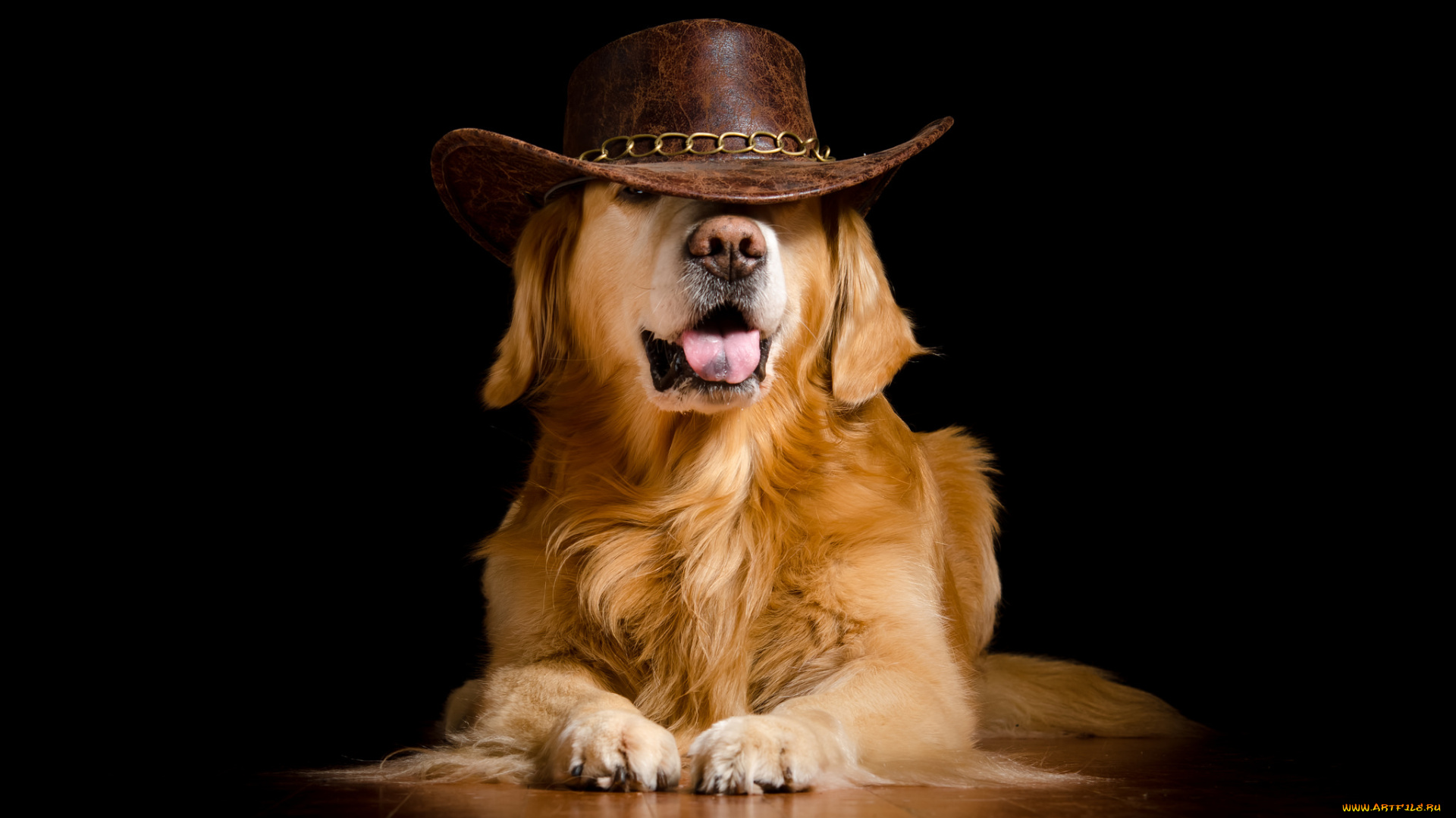 животные, собаки, пёс