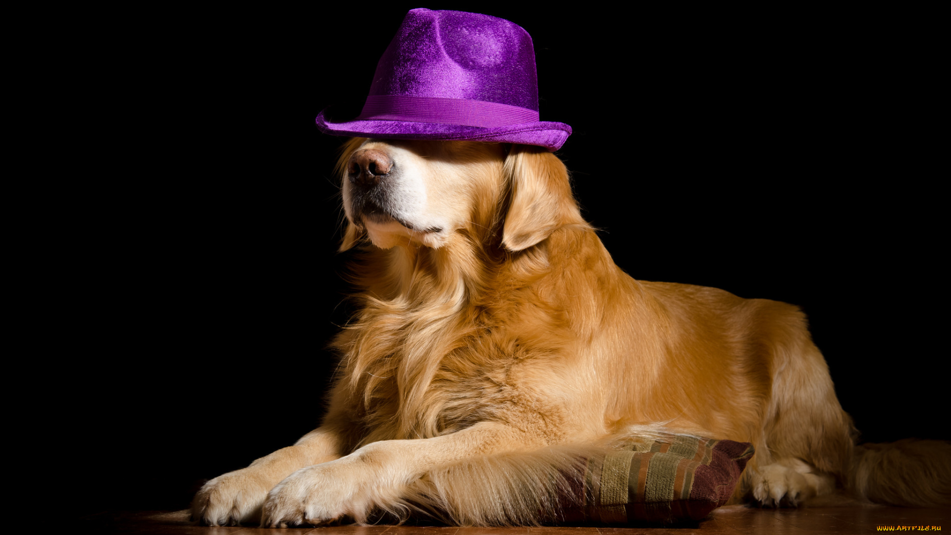 животные, собаки, пёс