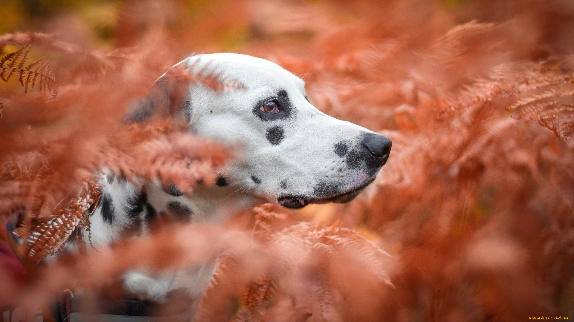 животные, собаки, пёс