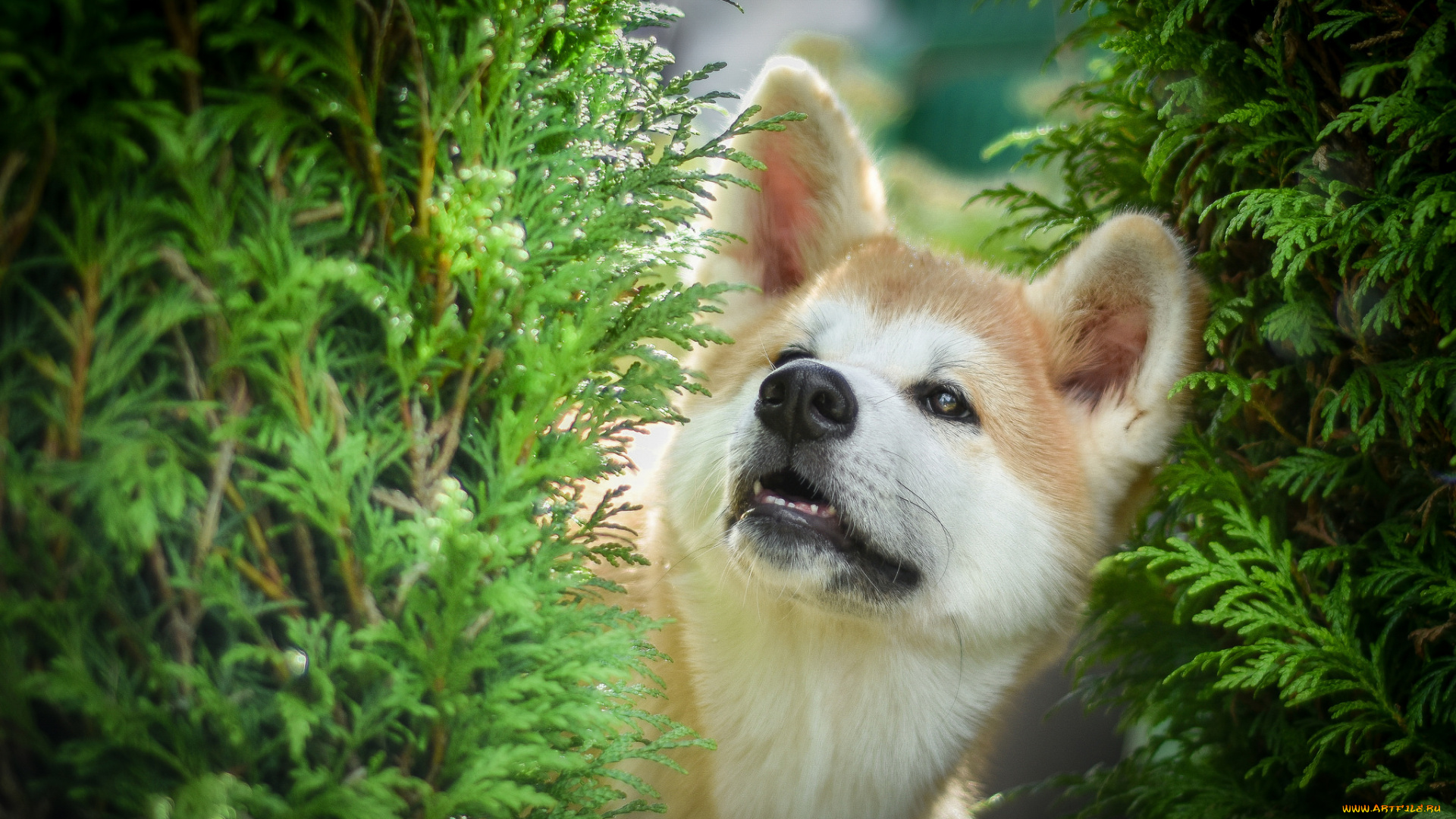 животные, собаки, пёс