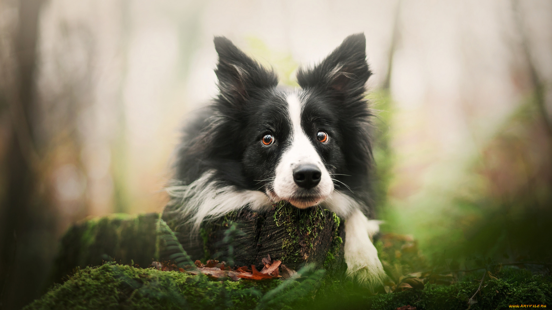 животные, собаки, пёс