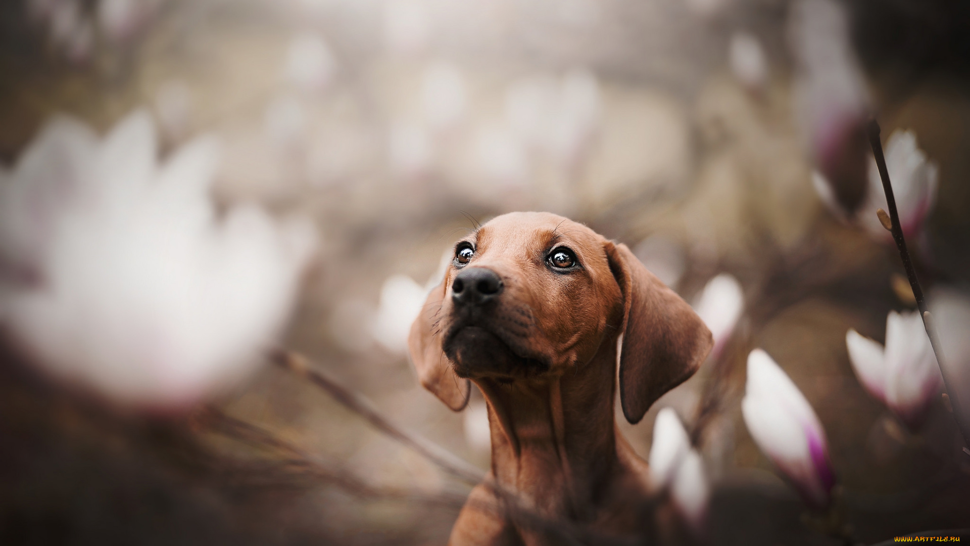 животные, собаки, пёс