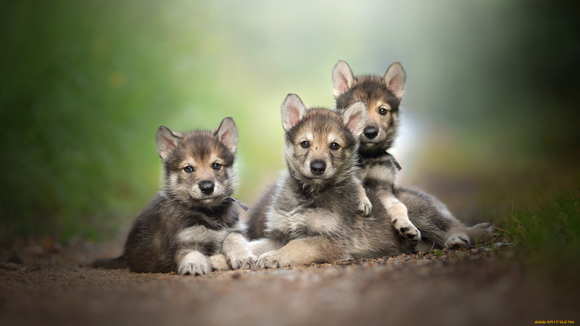 животные, собаки, пёс