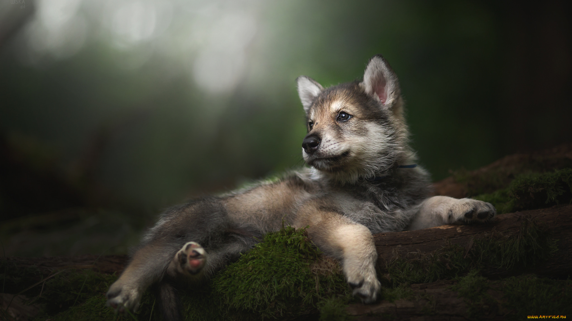 животные, собаки, пёс