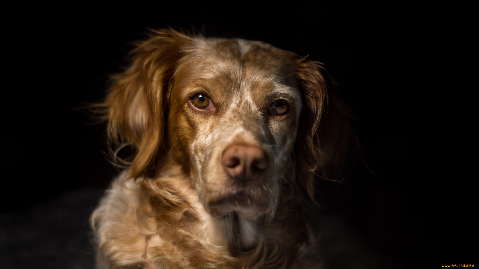 животные, собаки, пёс