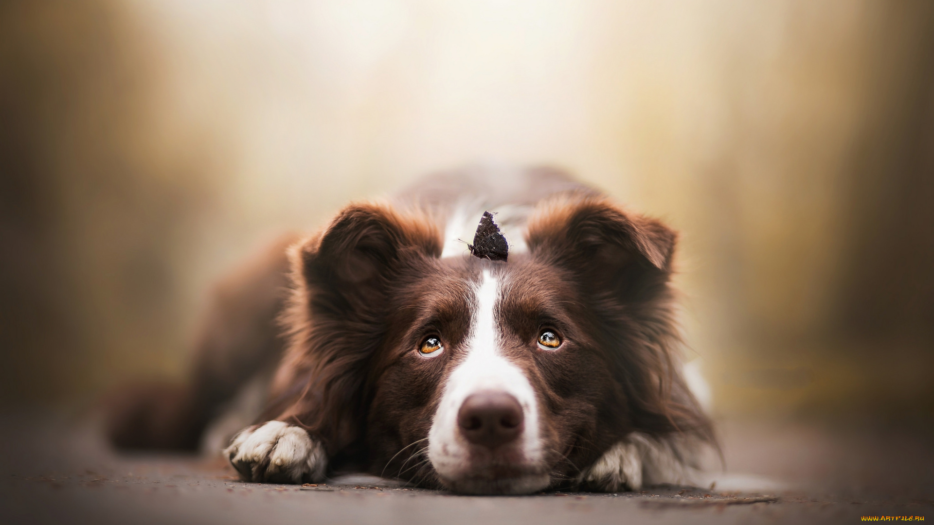 животные, собаки, пёс