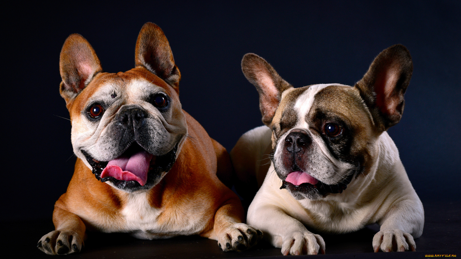 животные, собаки, пёс