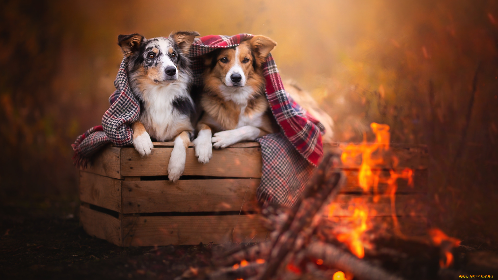 животные, собаки, пёс