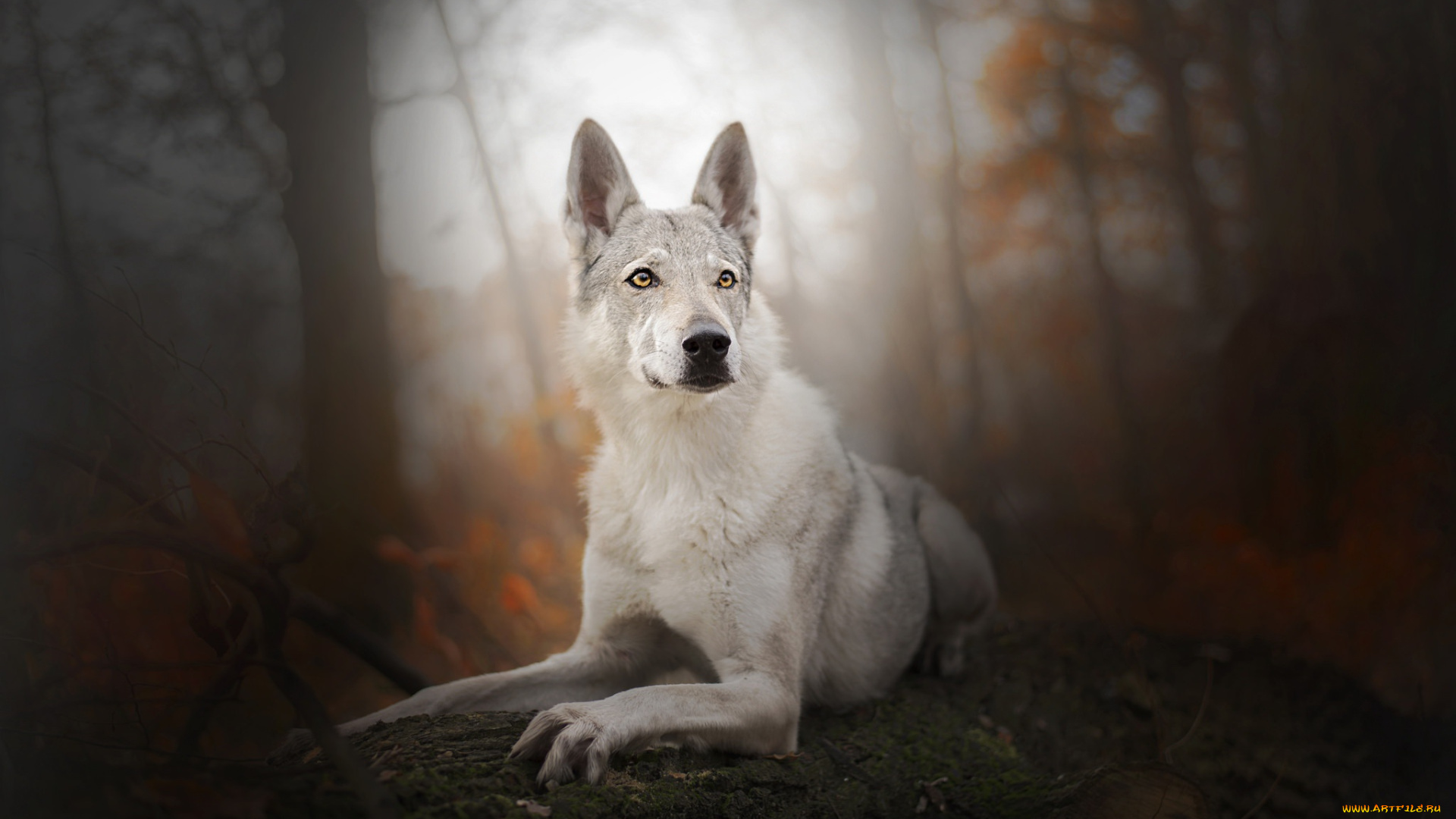 животные, собаки, собака, взгляд, фон