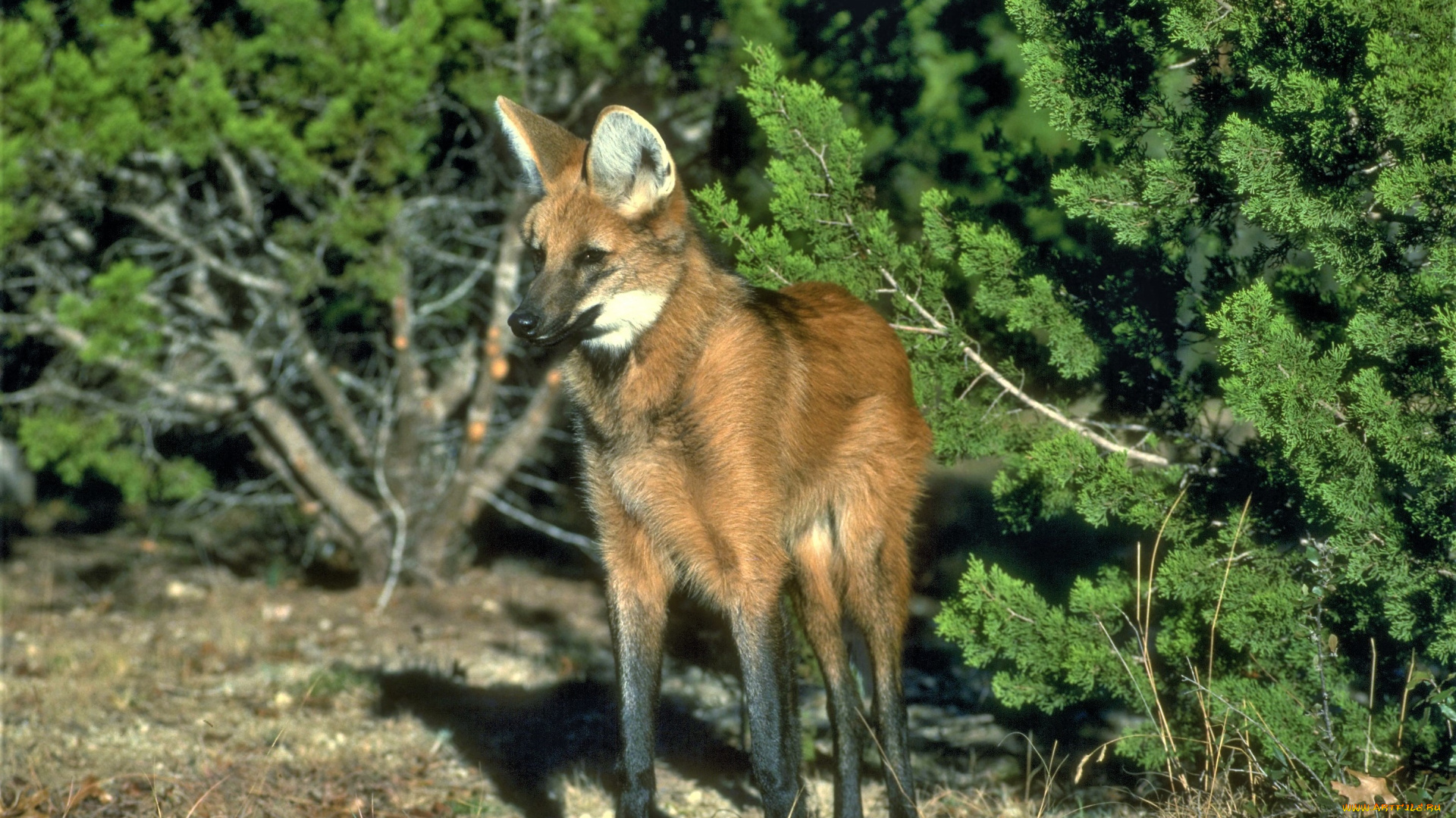 животные, волки, , койоты, , шакалы, кусты, гривастый, волк