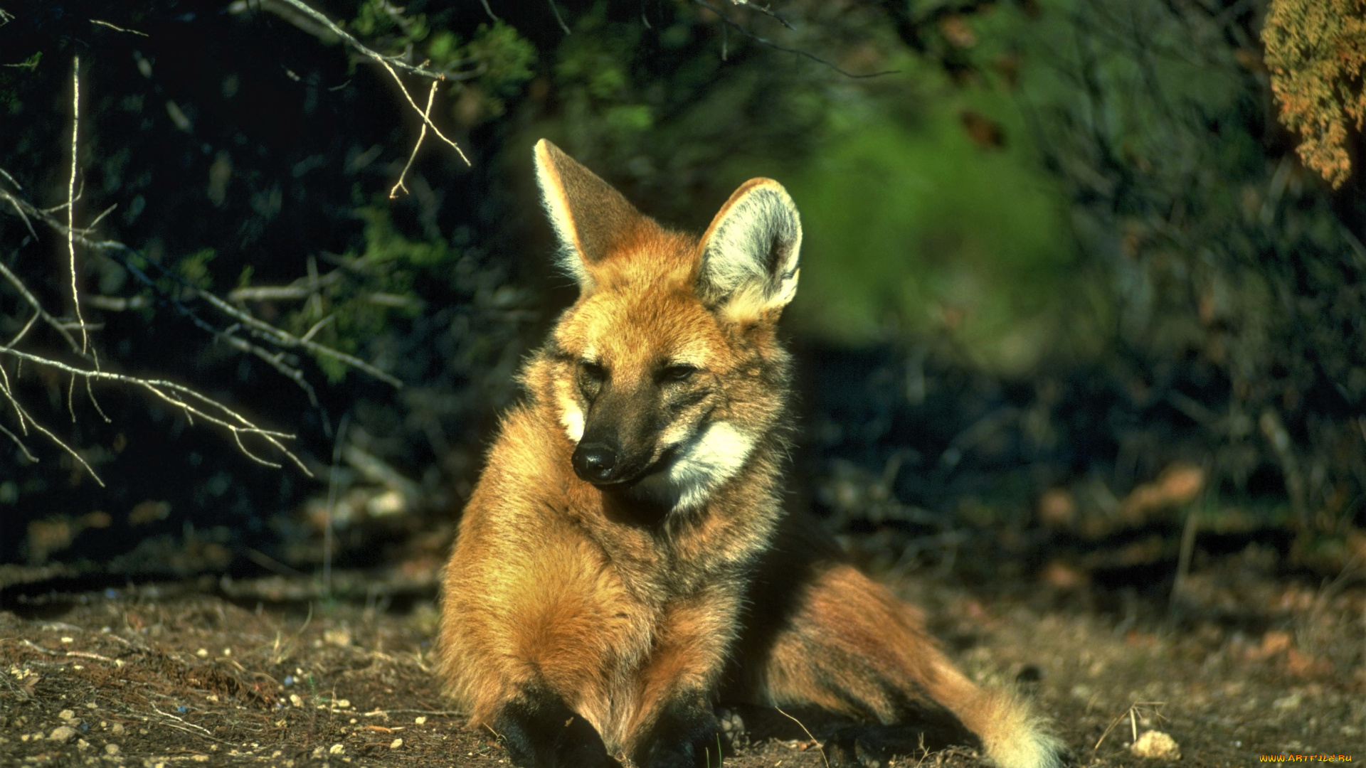 животные, волки, , койоты, , шакалы, земля, кусты, гривастый, волк