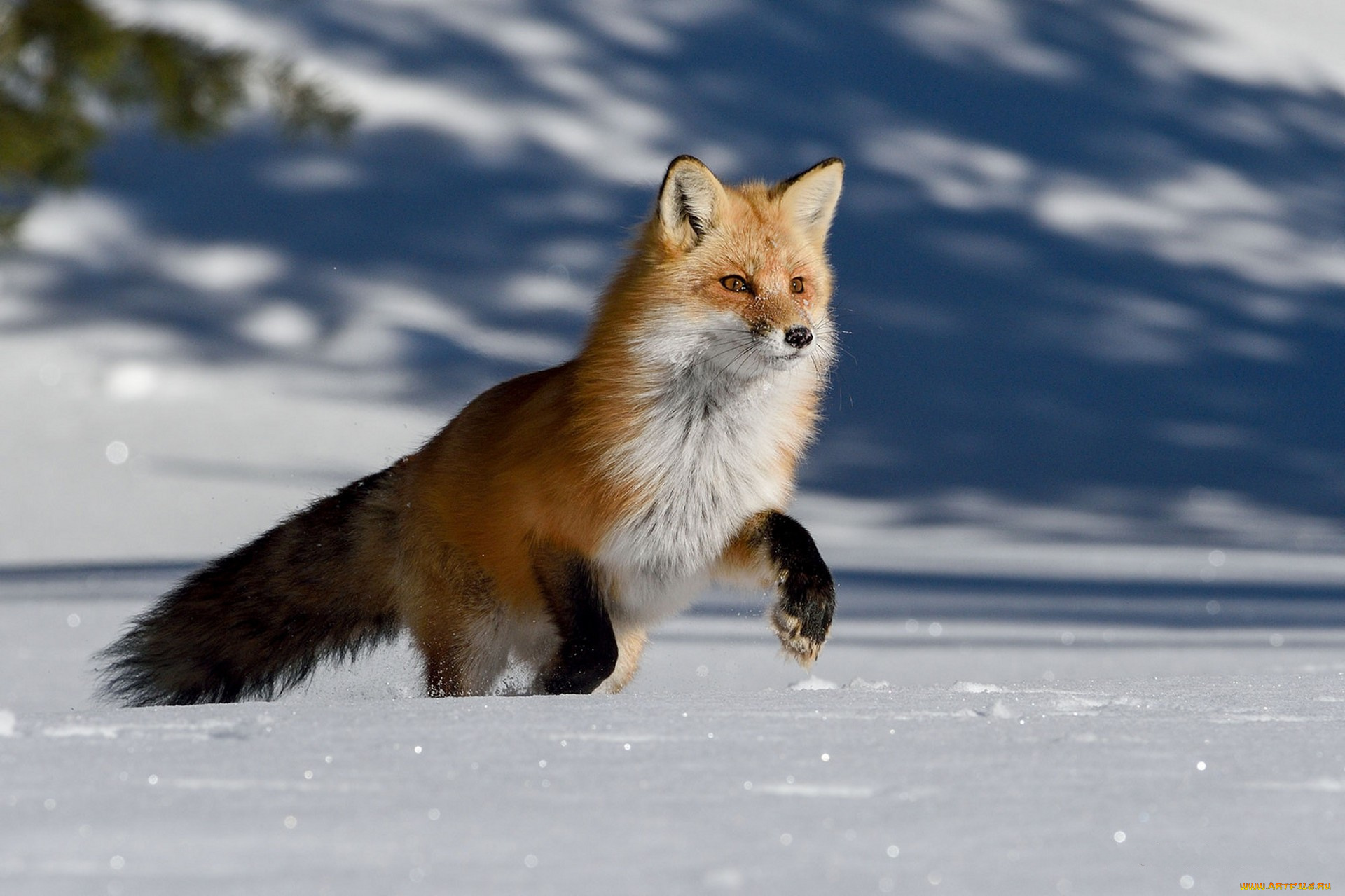 животные, лисы, лисичка