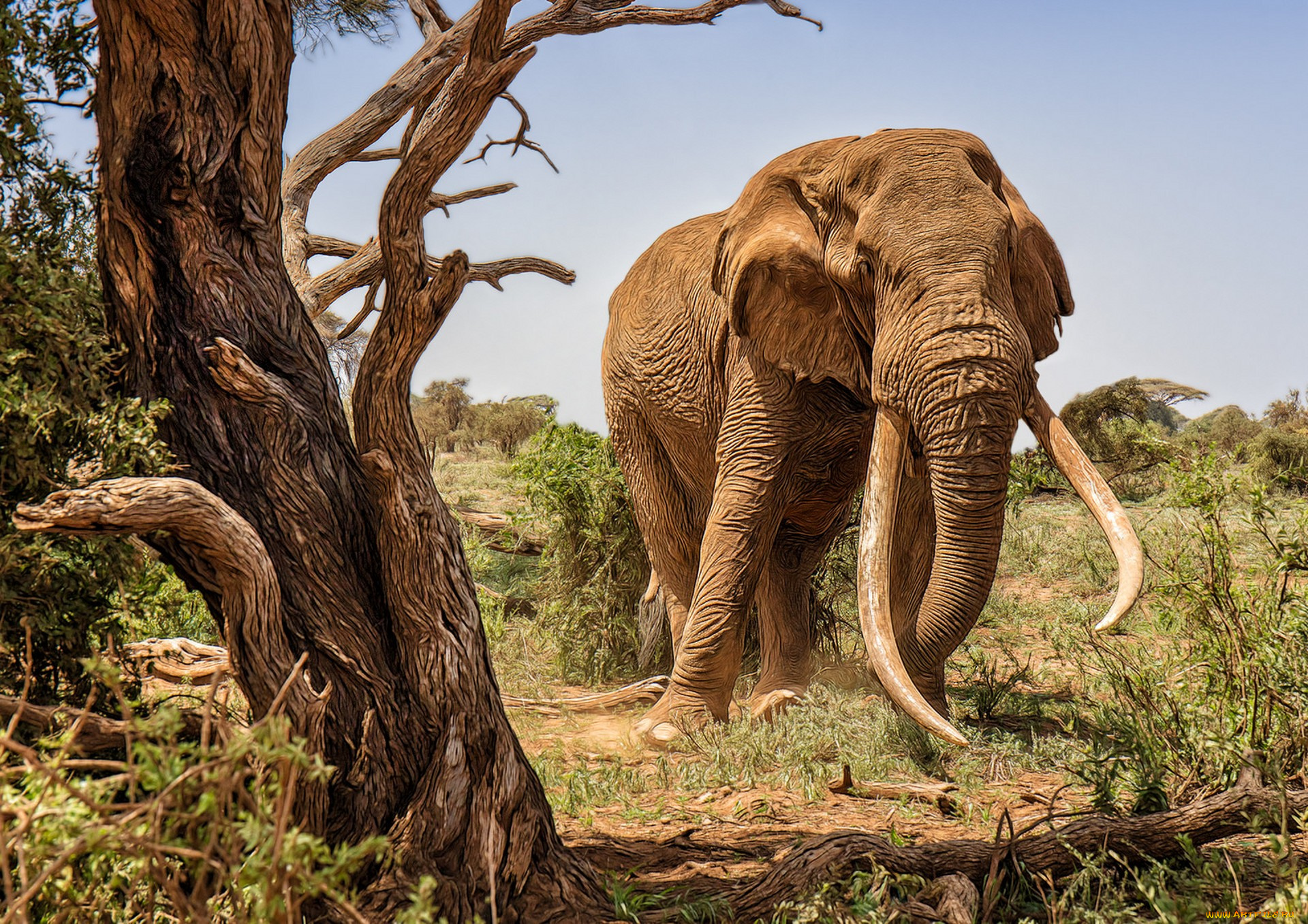 животные, слоны, исполин