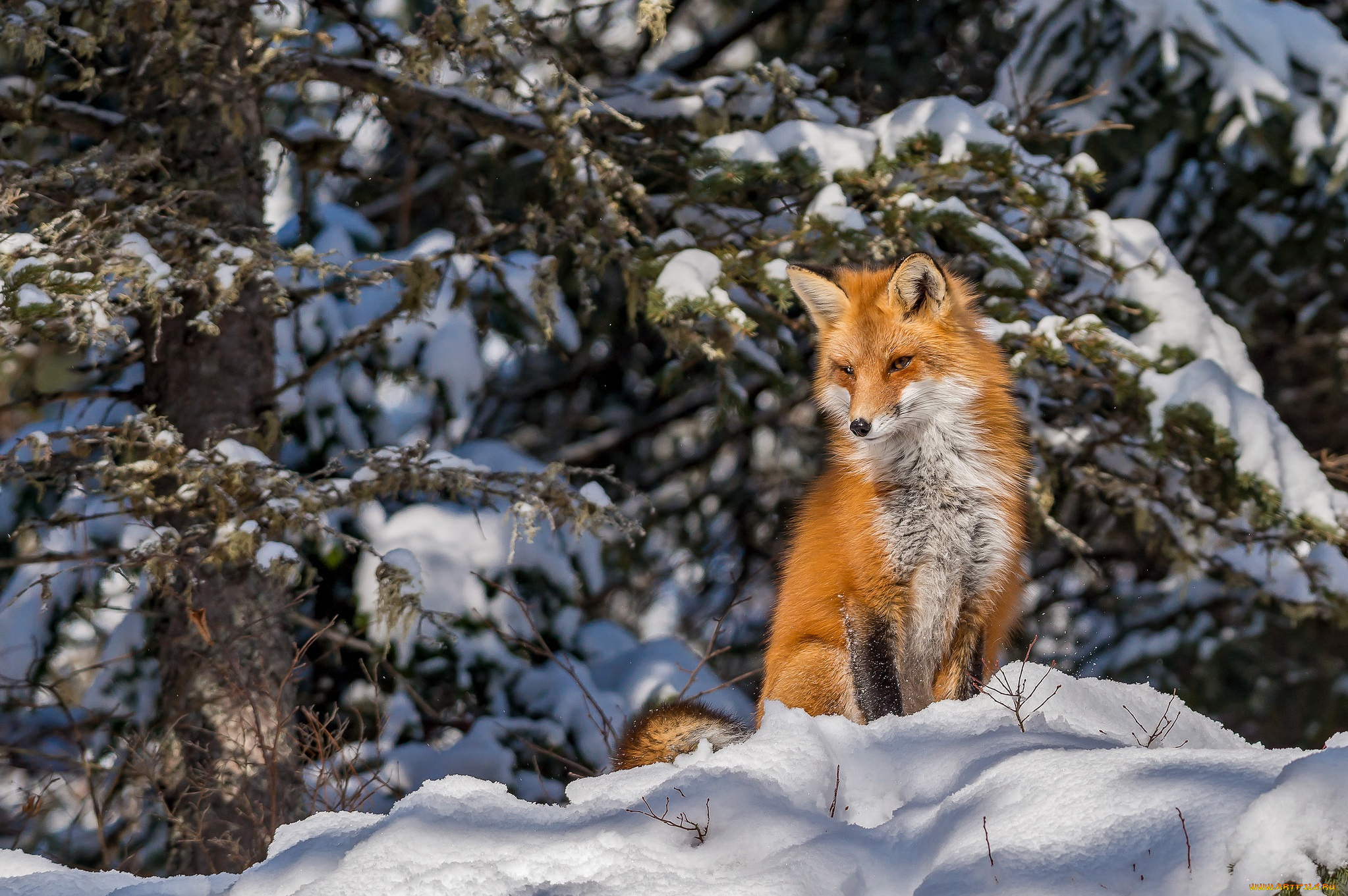 животные, лисы, лисичка