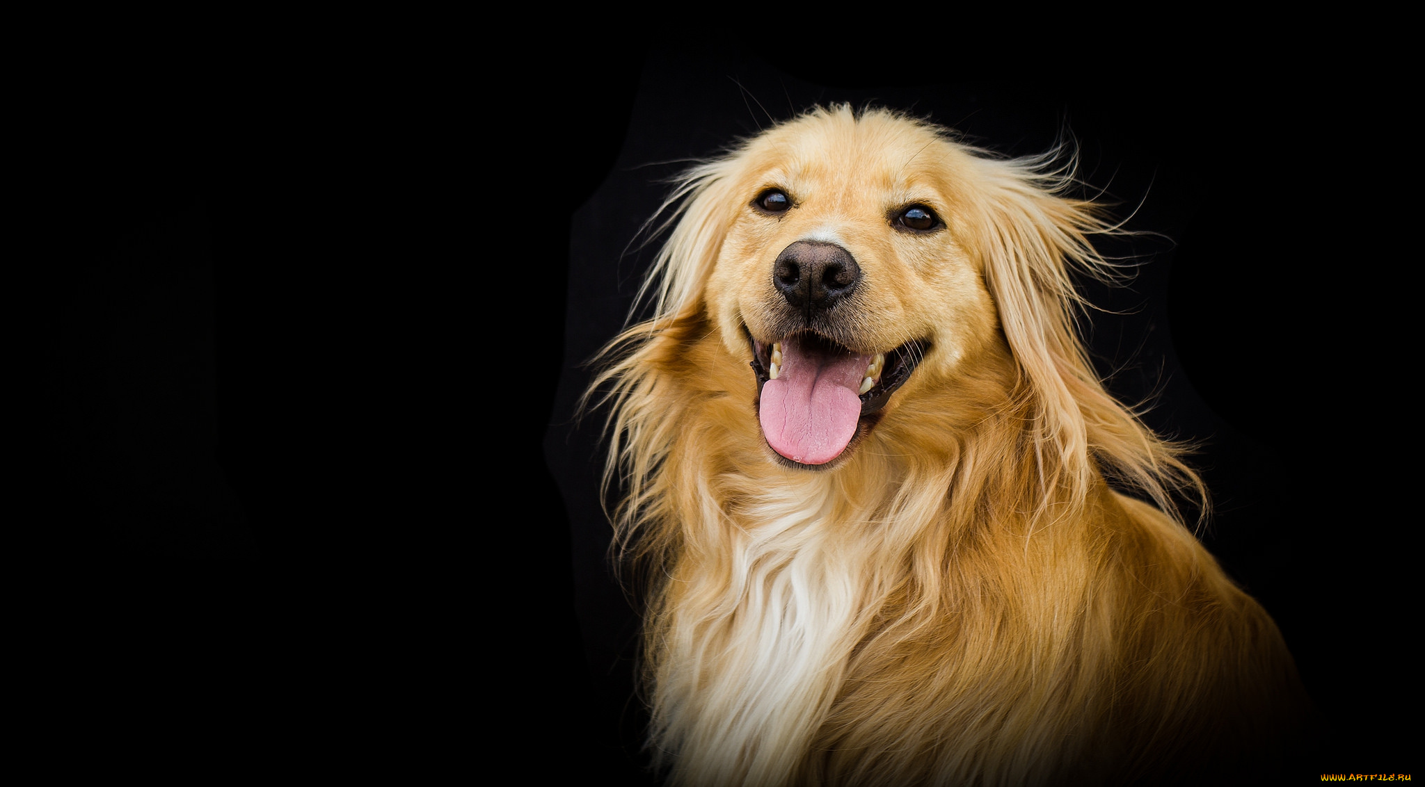 животные, собаки, пёс