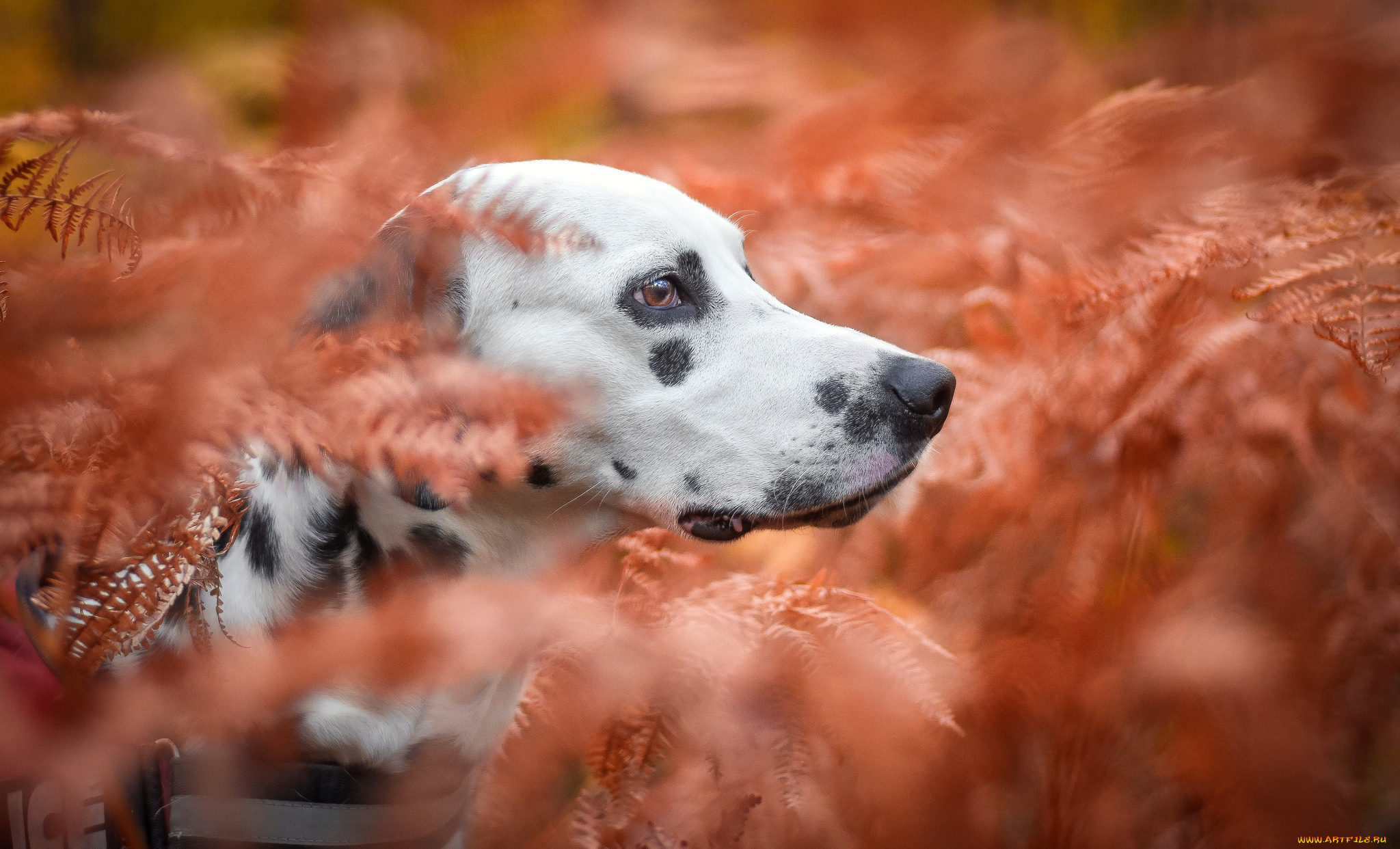 животные, собаки, пёс