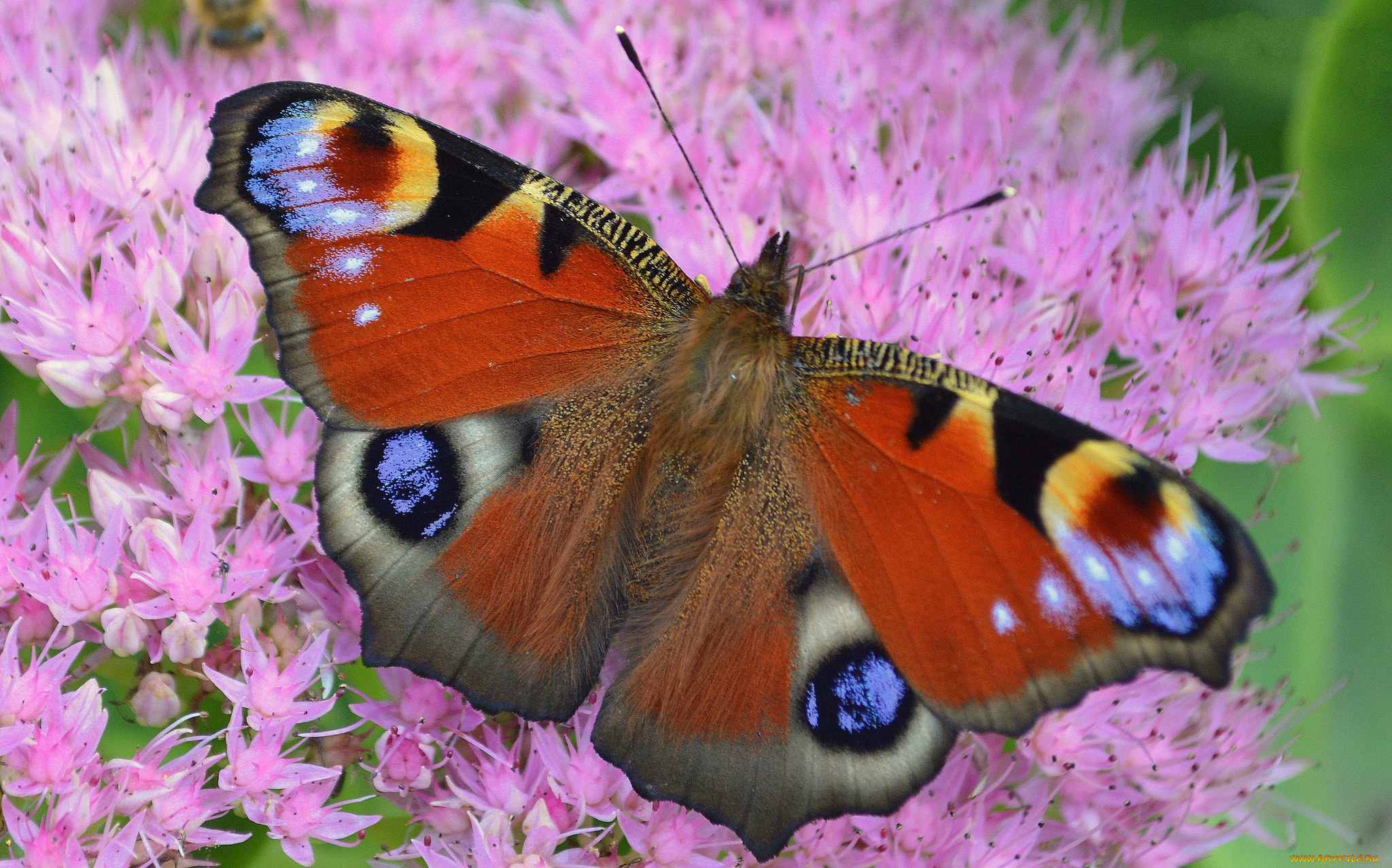 животные, бабочки, , мотыльки, , моли, бабочка