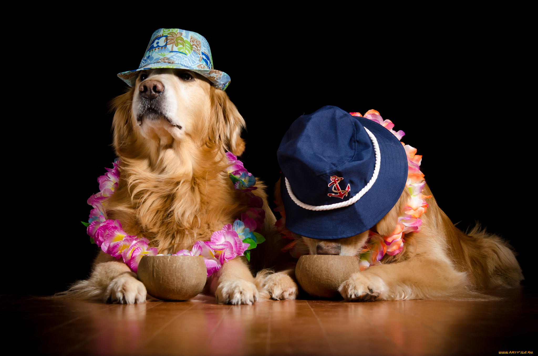 животные, собаки, пёс