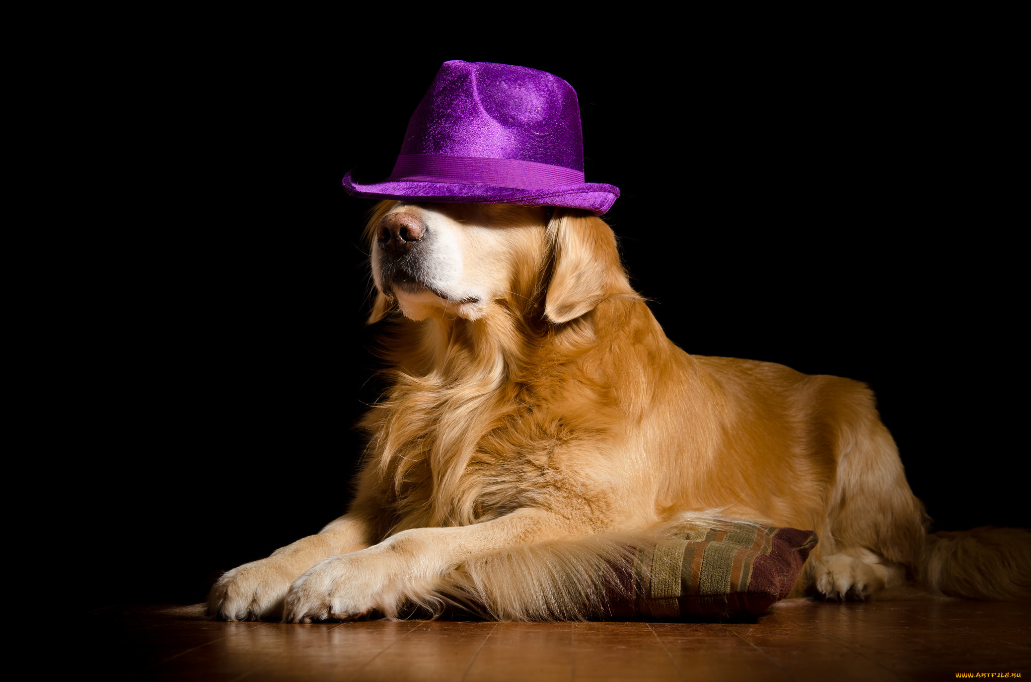 животные, собаки, пёс