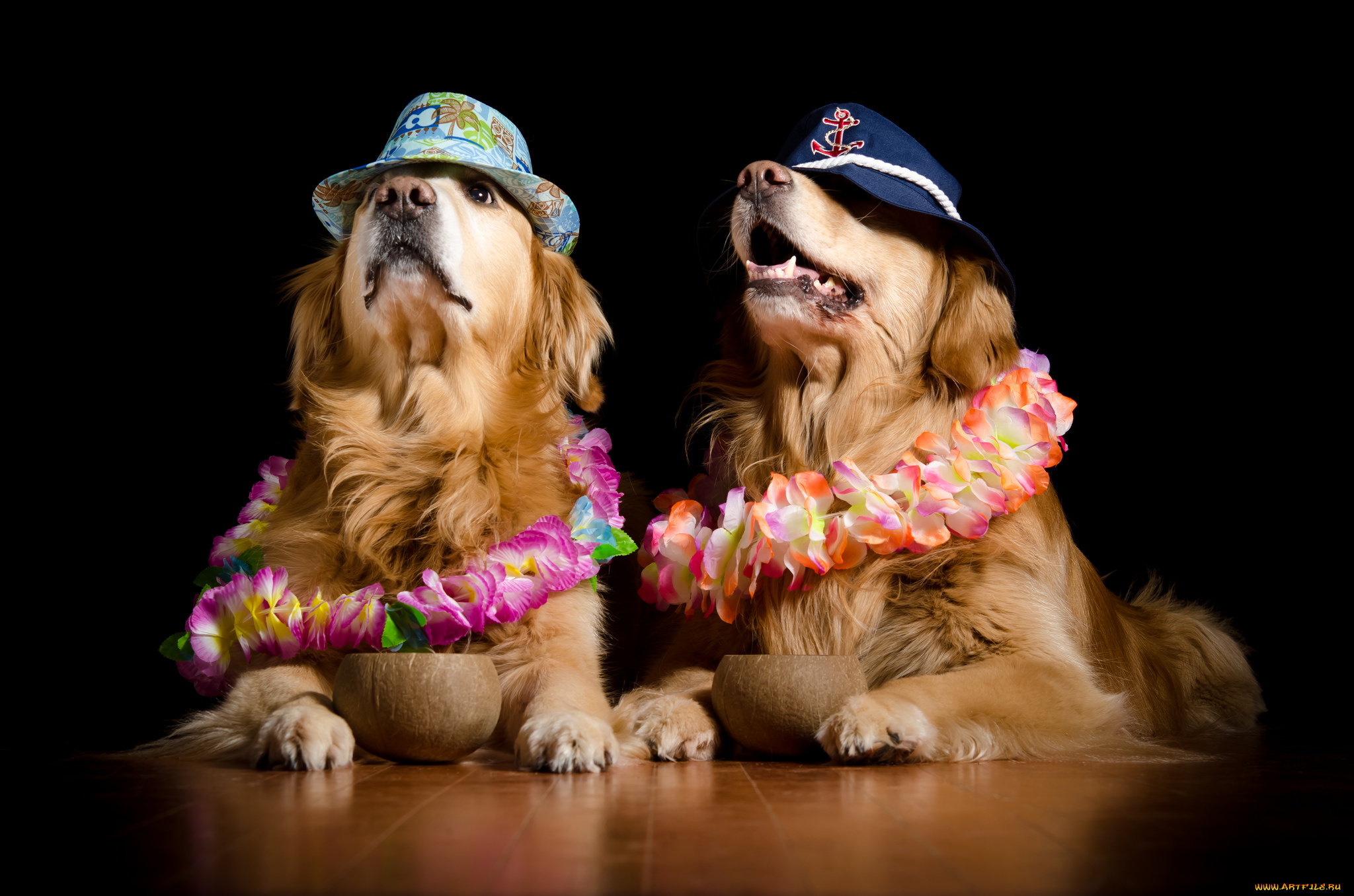 животные, собаки, пёс