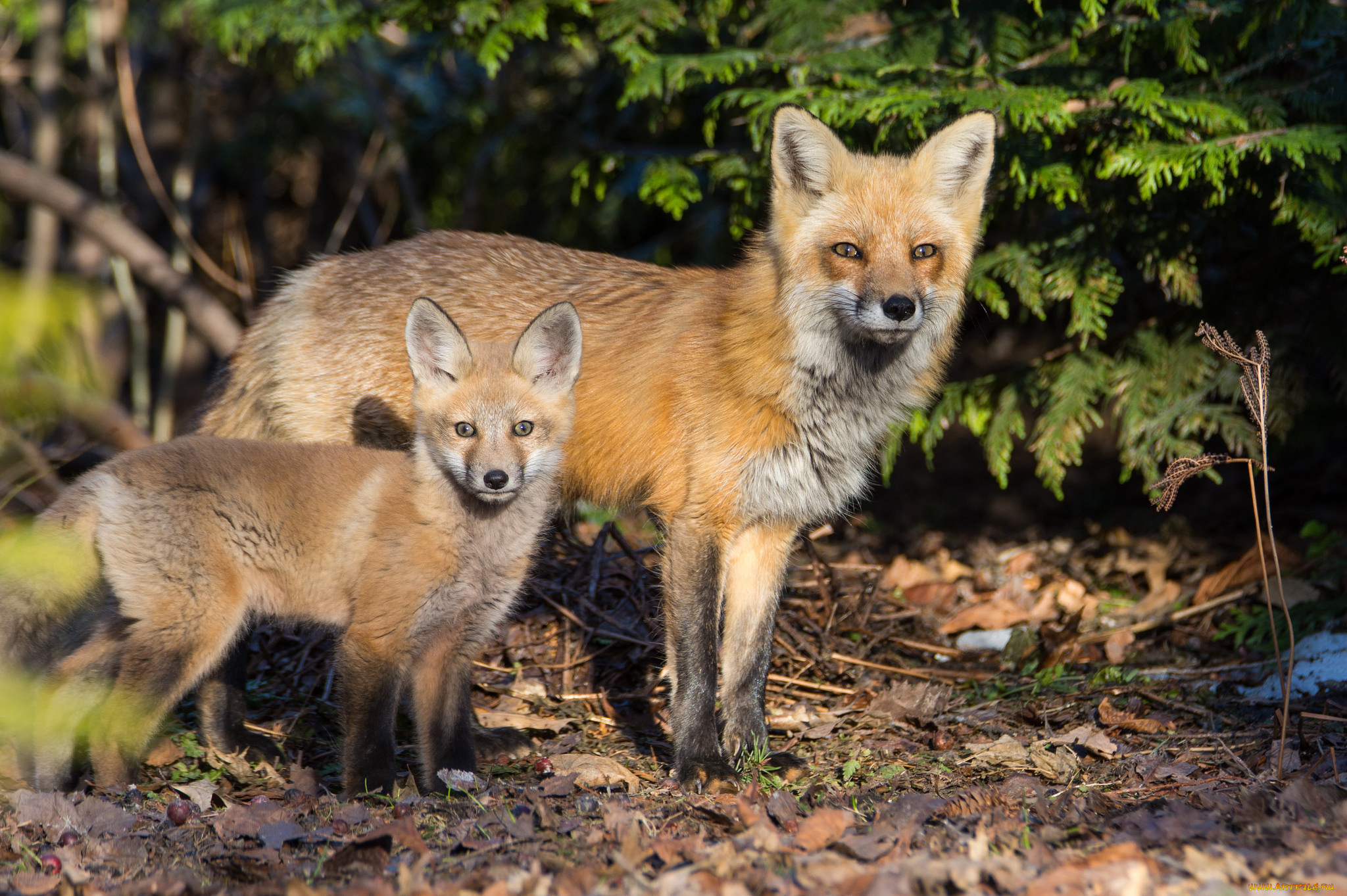 животные, лисы, лисичка
