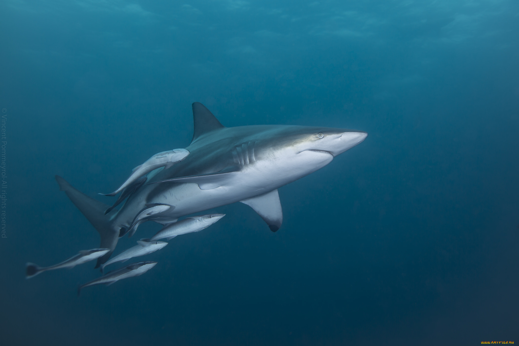 животные, акулы, океан