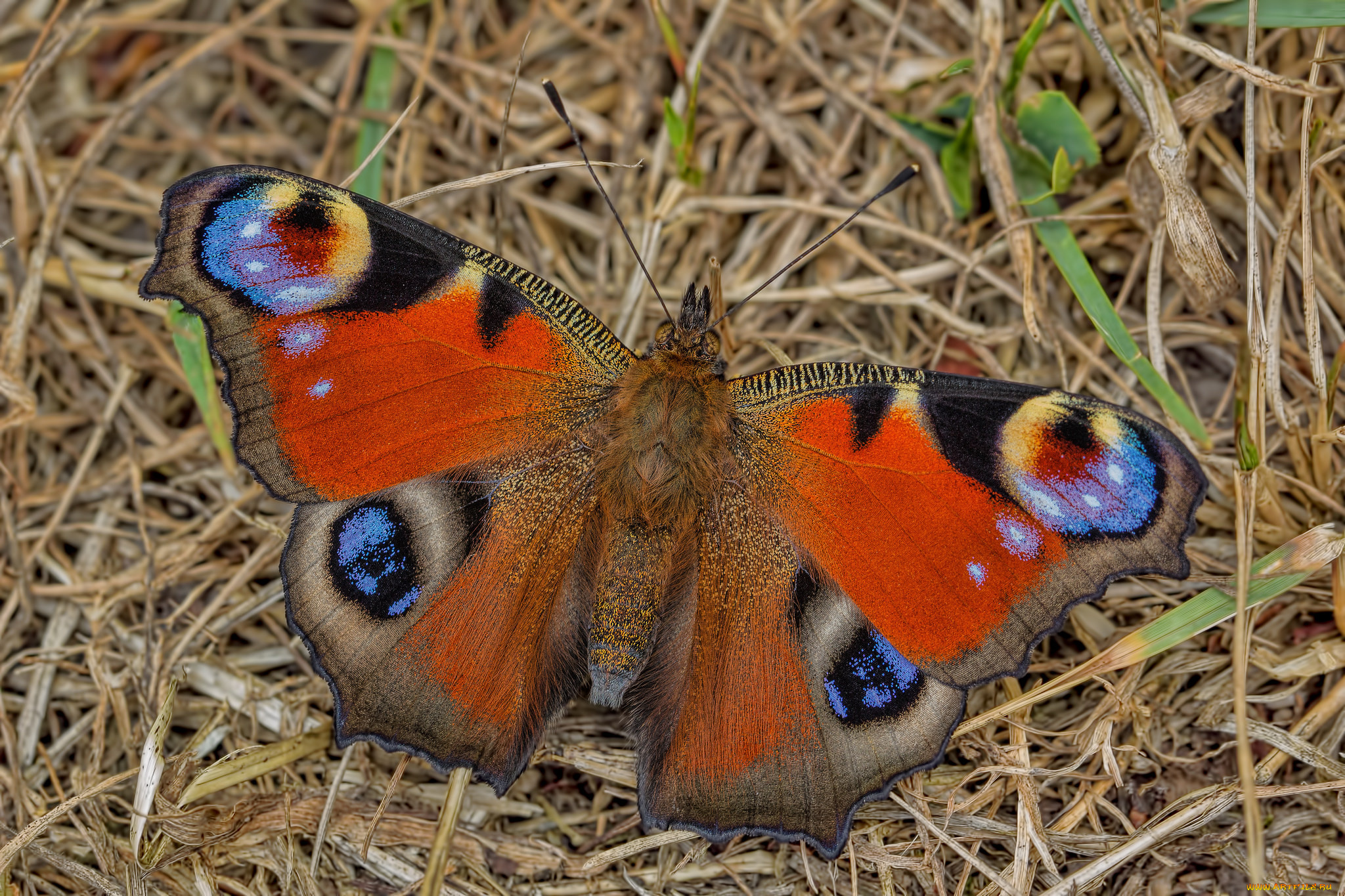 животные, бабочки, , мотыльки, , моли, бабочка
