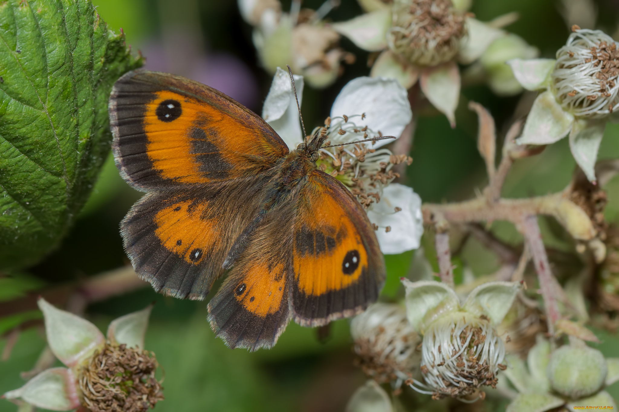 животные, бабочки, , мотыльки, , моли, бабочка