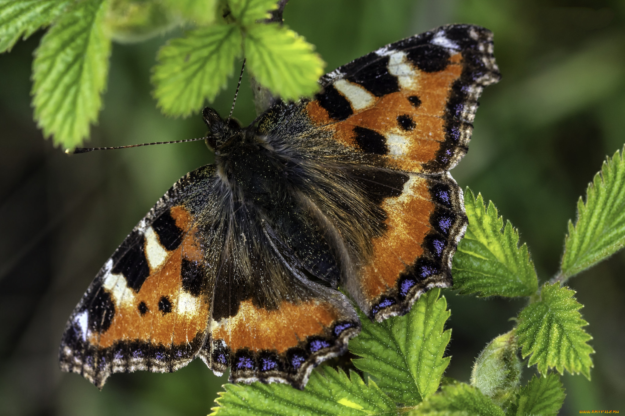 животные, бабочки, , мотыльки, , моли, бабочка