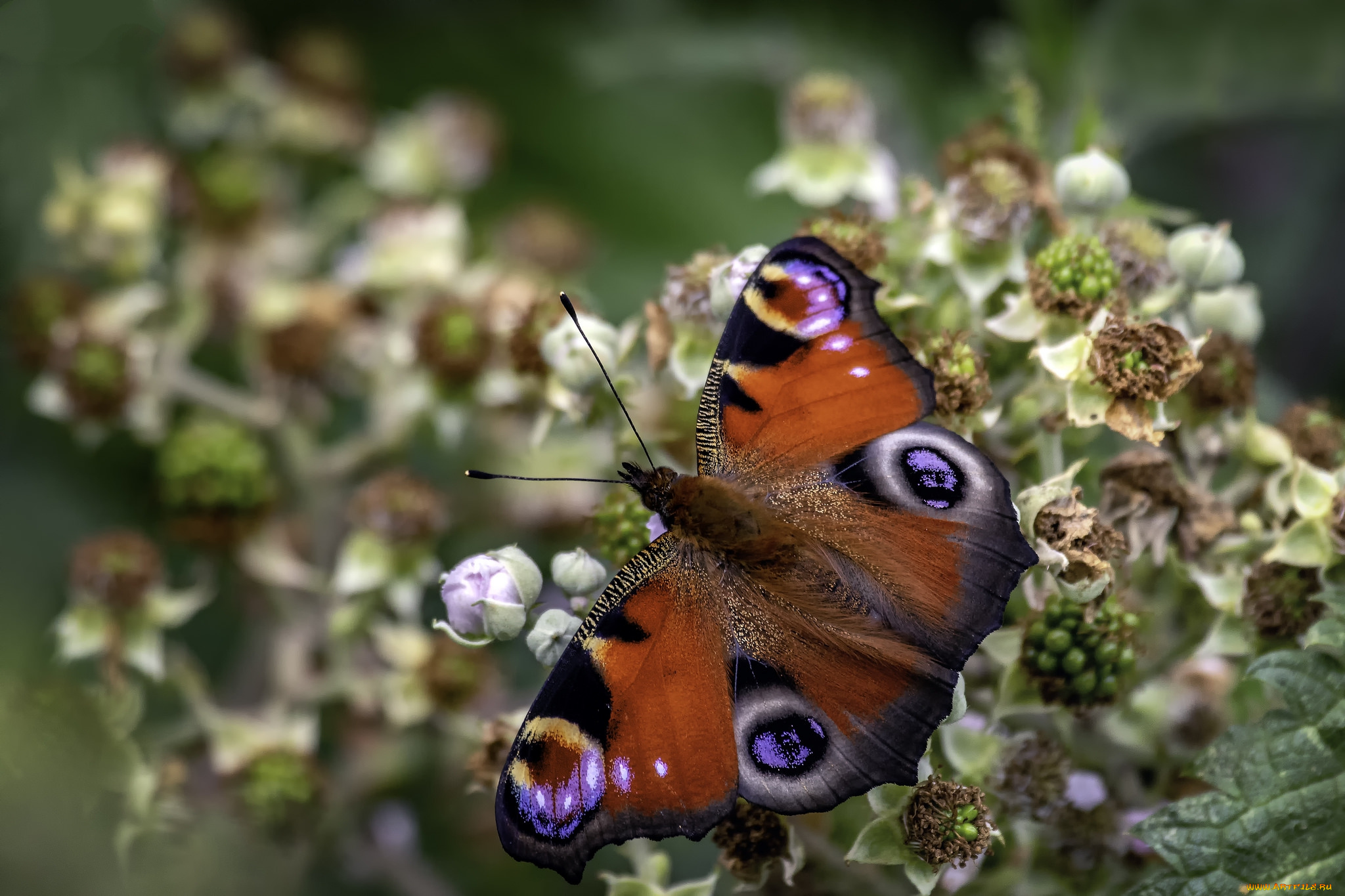 животные, бабочки, , мотыльки, , моли, бабочка