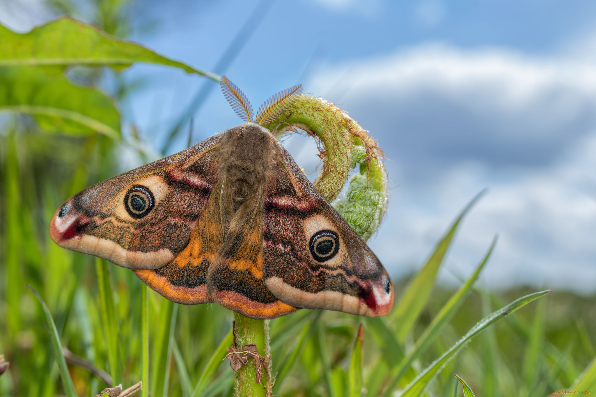 животные, бабочки, , мотыльки, , моли, бабочка