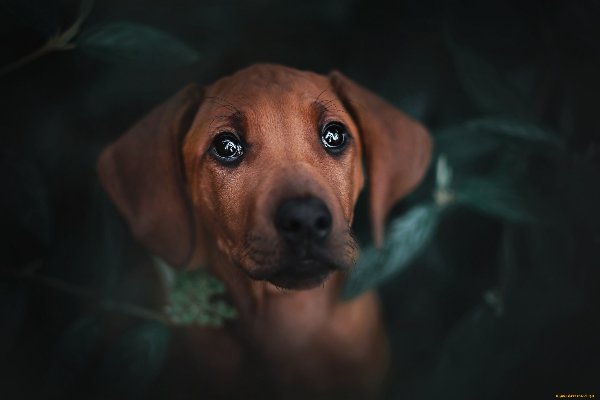 животные, собаки, пёс