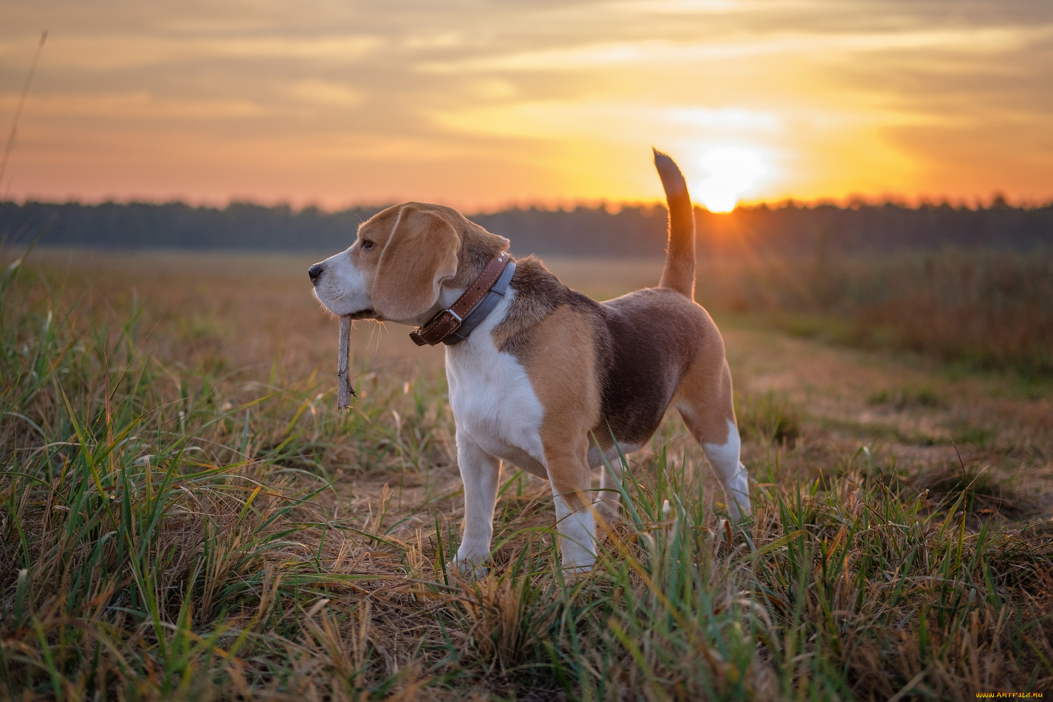 животные, собаки, пёс