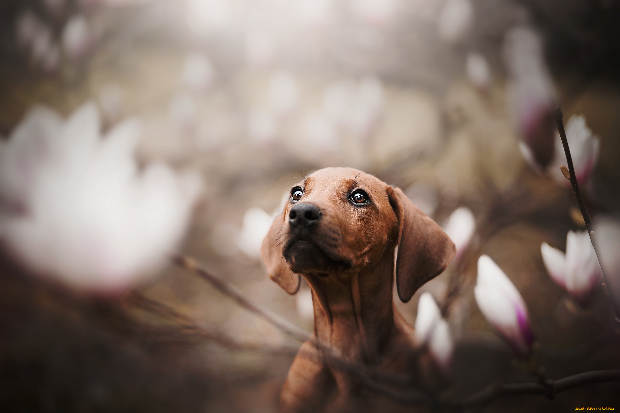 животные, собаки, пёс