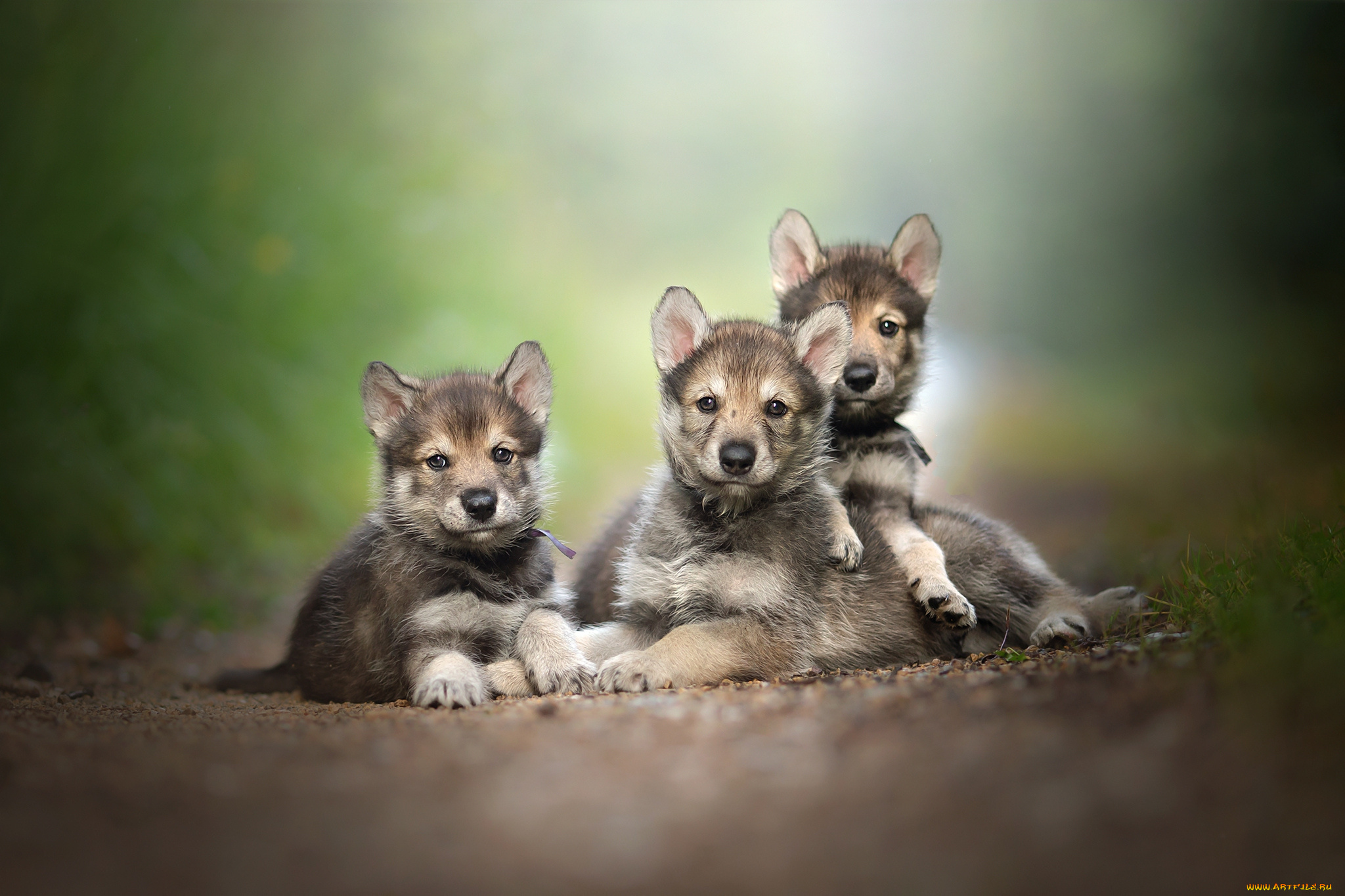 животные, собаки, пёс